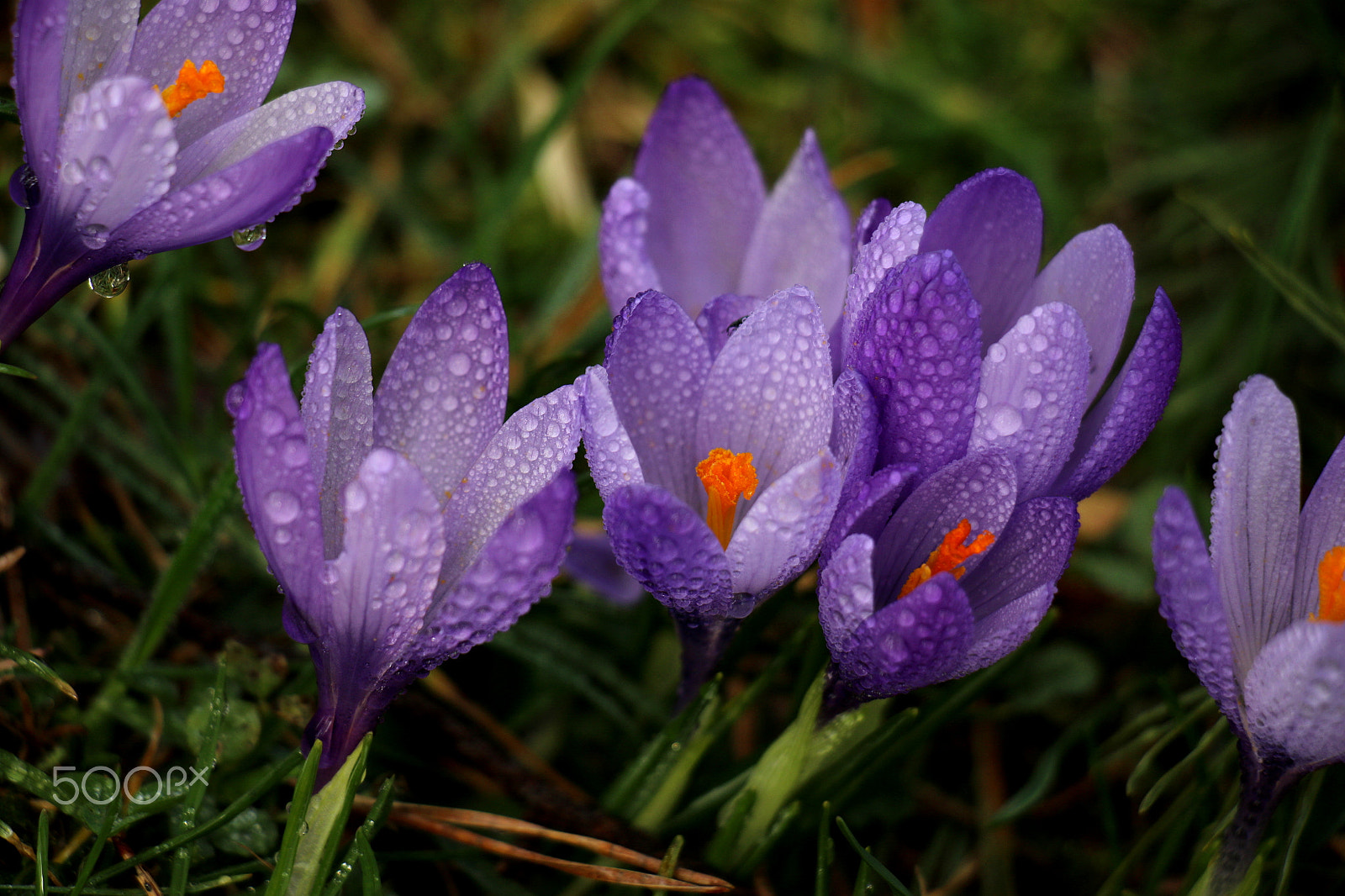 Canon EOS 7D Mark II sample photo. In purple photography