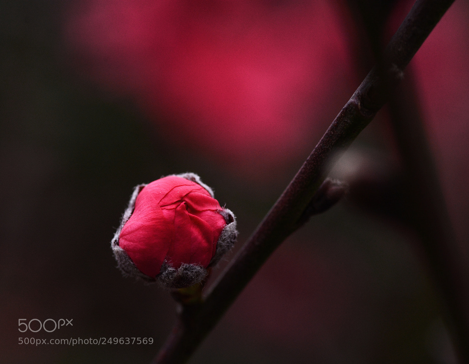 Nikon D7100 sample photo. Mcnvdsr photography