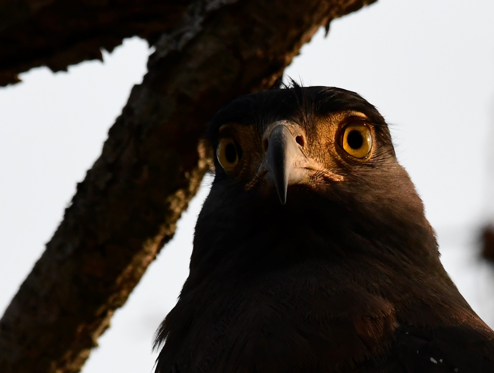 Nikon AF-S Nikkor 200-500mm F5.6E ED VR sample photo. Serpent eagle photography