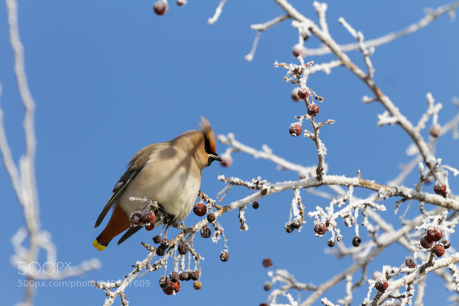 Canon EOS 7D sample photo. The last frosty days photography