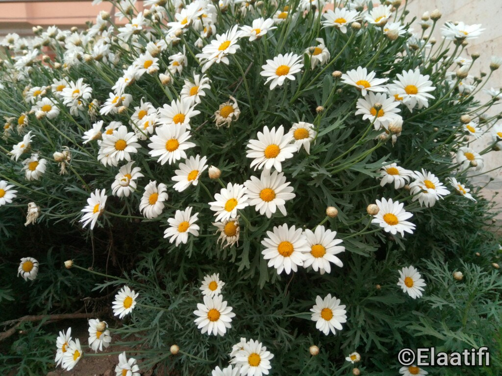 Meizu M3s sample photo. Margaritas photography