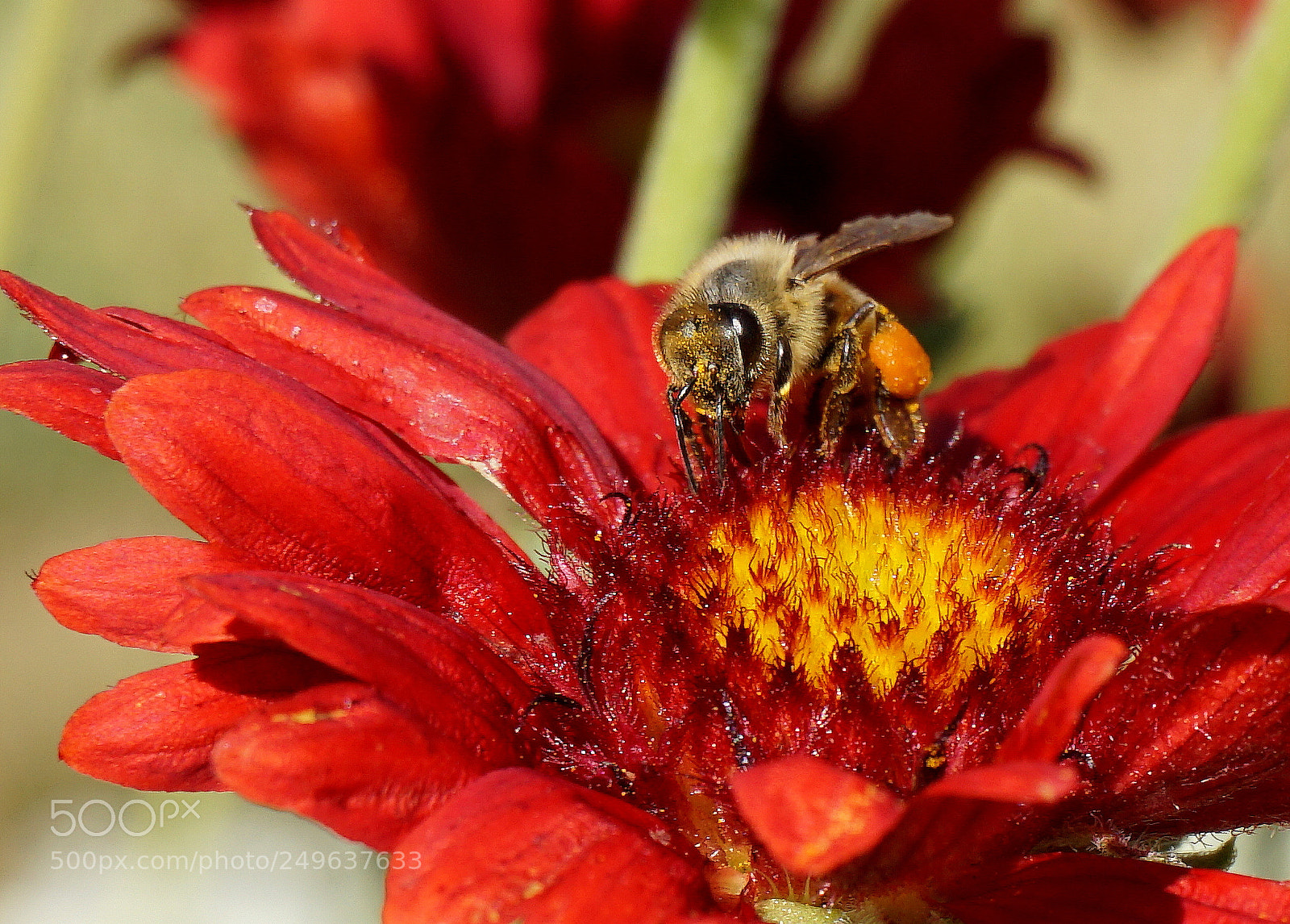 Sony a6000 sample photo. Pollen me.... photography
