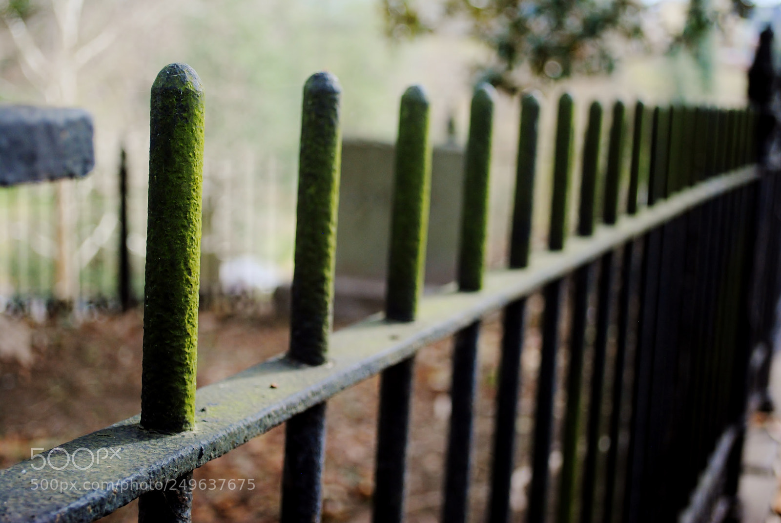 Nikon D3000 sample photo. Mossy gate photography
