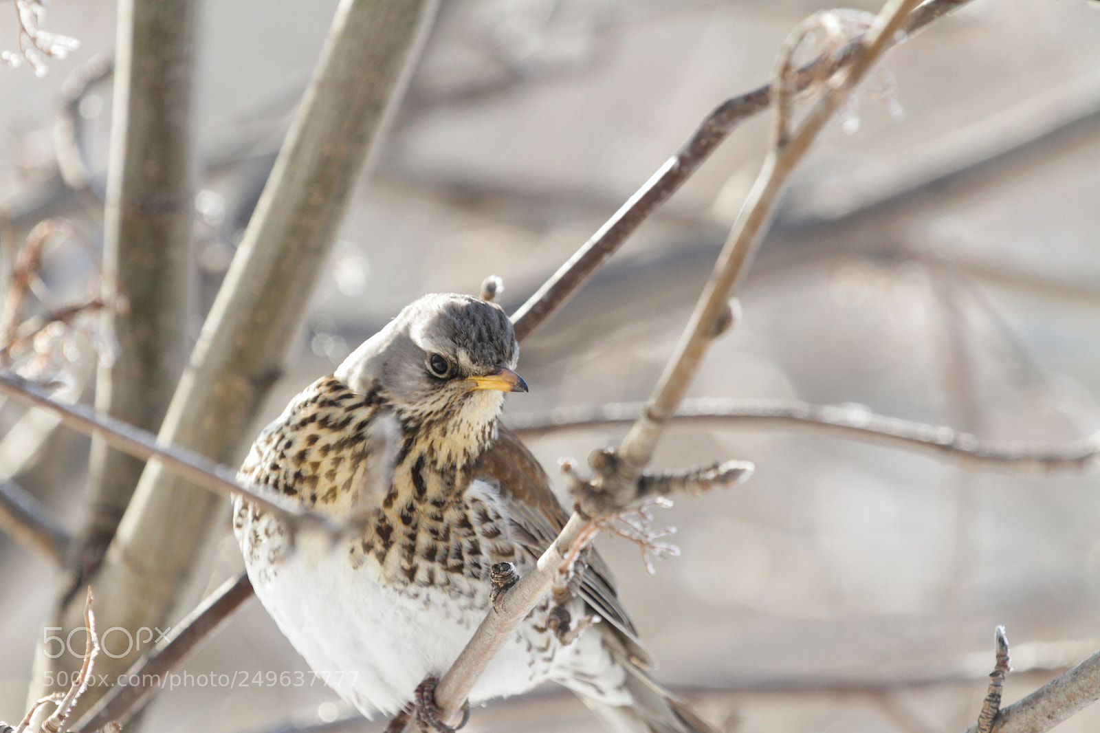 Canon EOS 7D sample photo. Catbird photography
