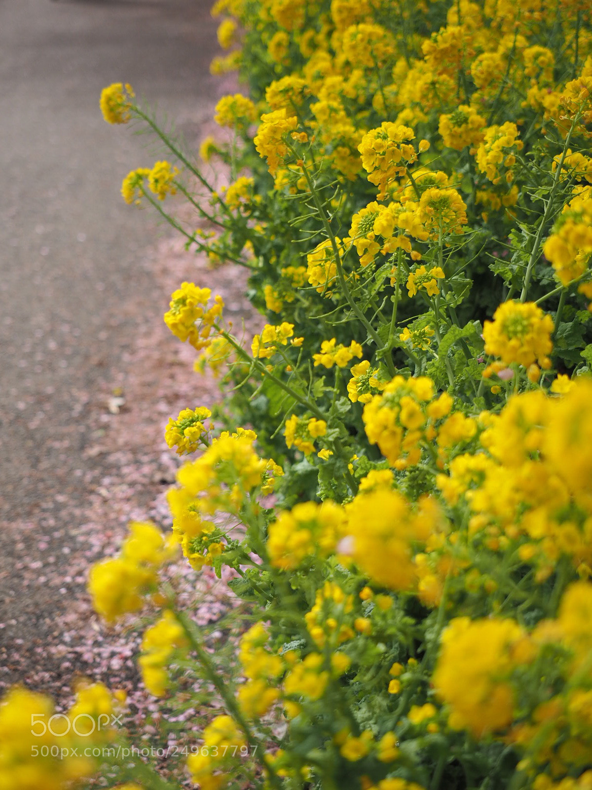 Olympus OM-D E-M1 sample photo. Spring time photography