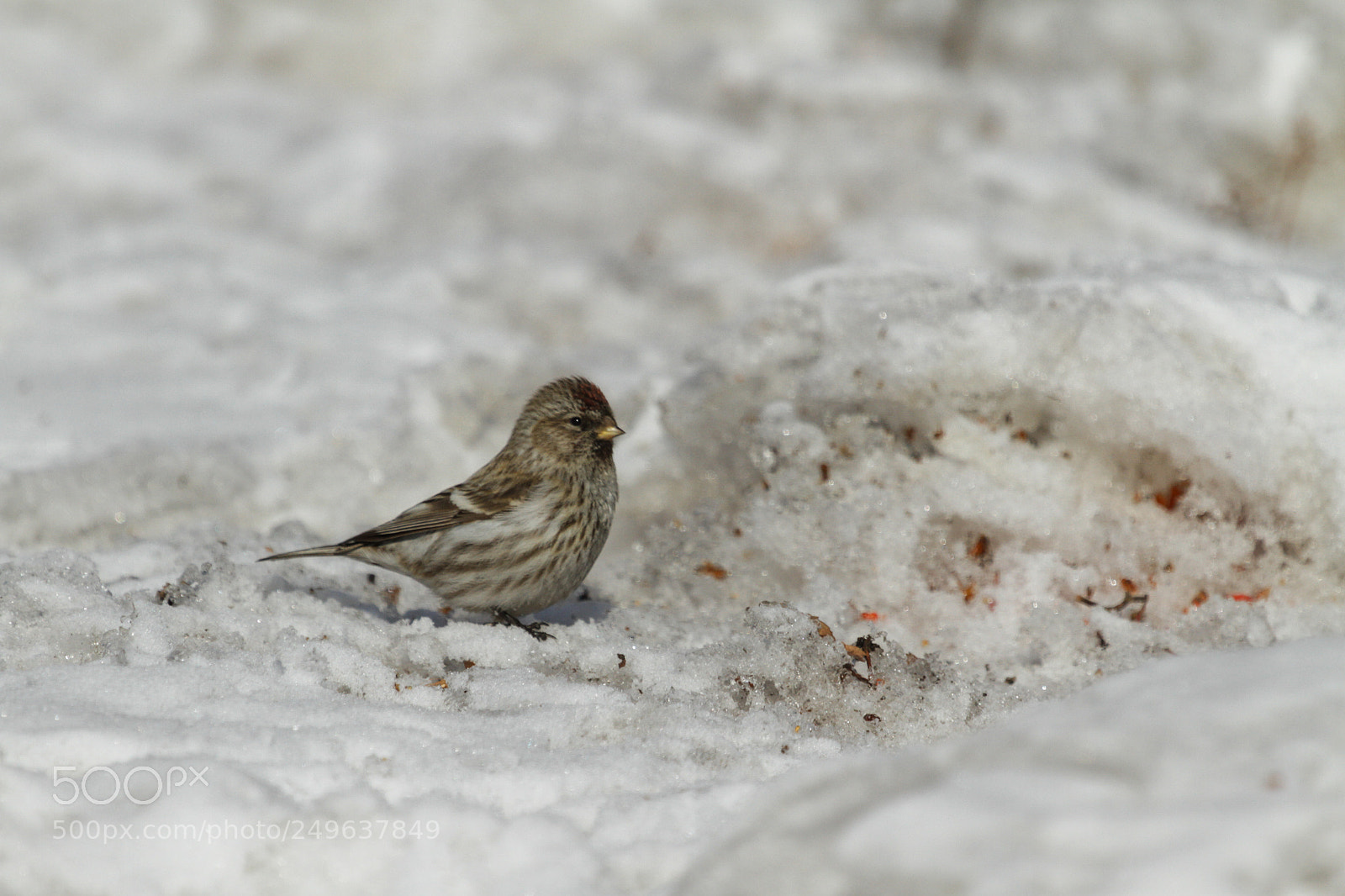 Canon EOS 7D sample photo. Redpoll photography