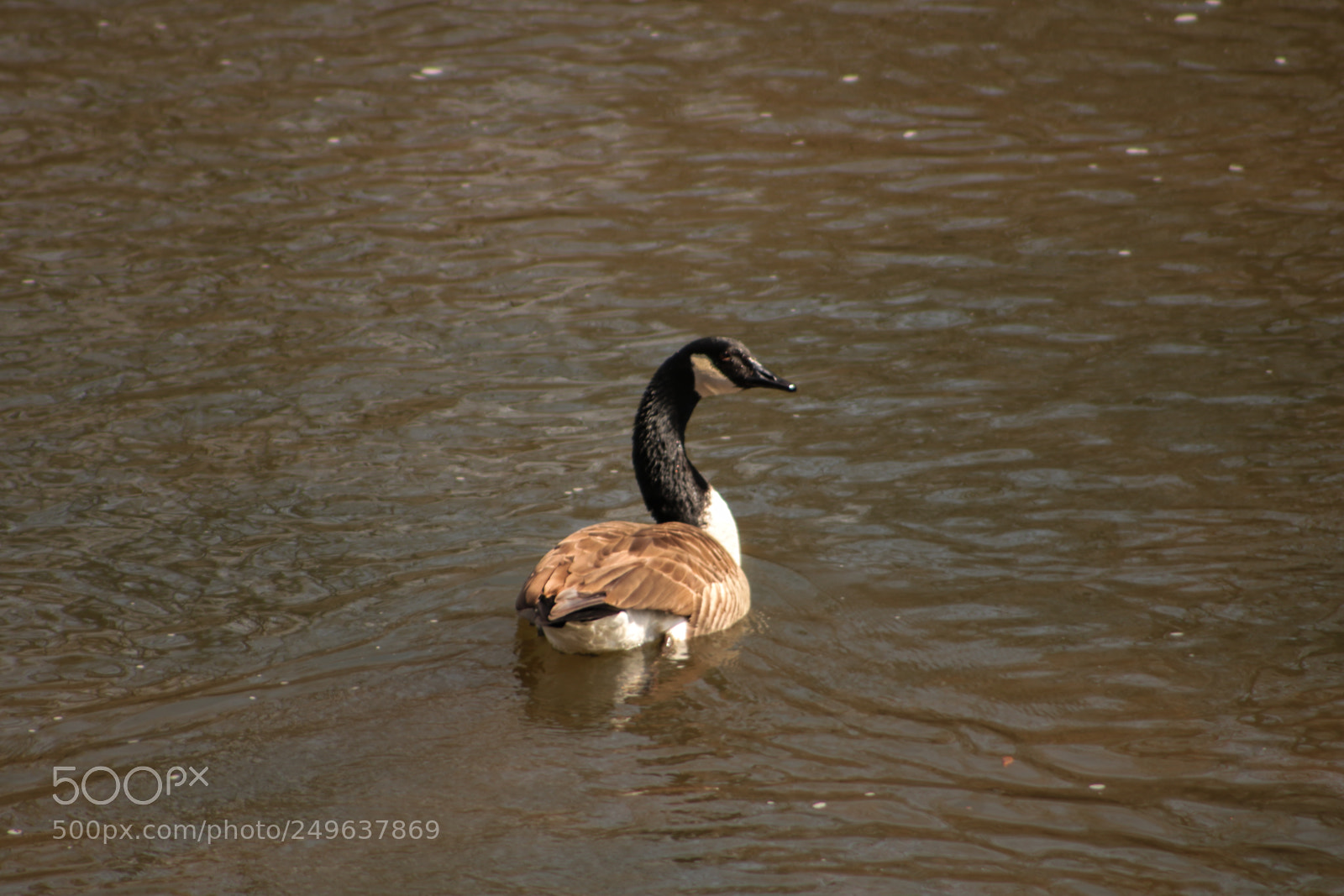 Canon EOS 750D (EOS Rebel T6i / EOS Kiss X8i) sample photo. Lazy saturday photography