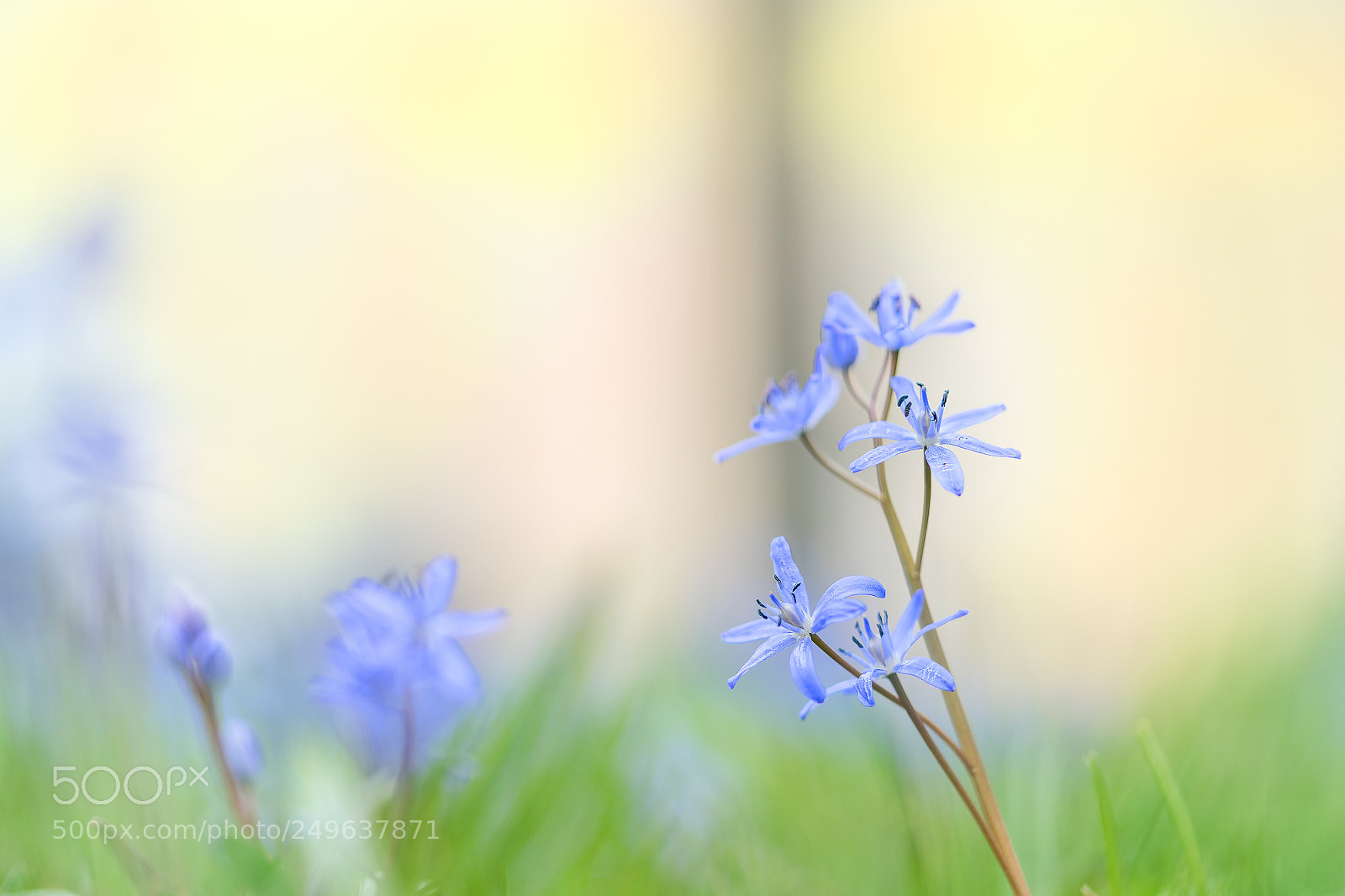 Sony a7 II sample photo. Frühling photography