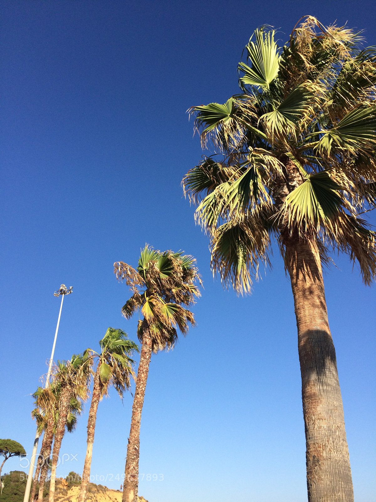 Apple iPhone 5s sample photo. Tropical trees  photography
