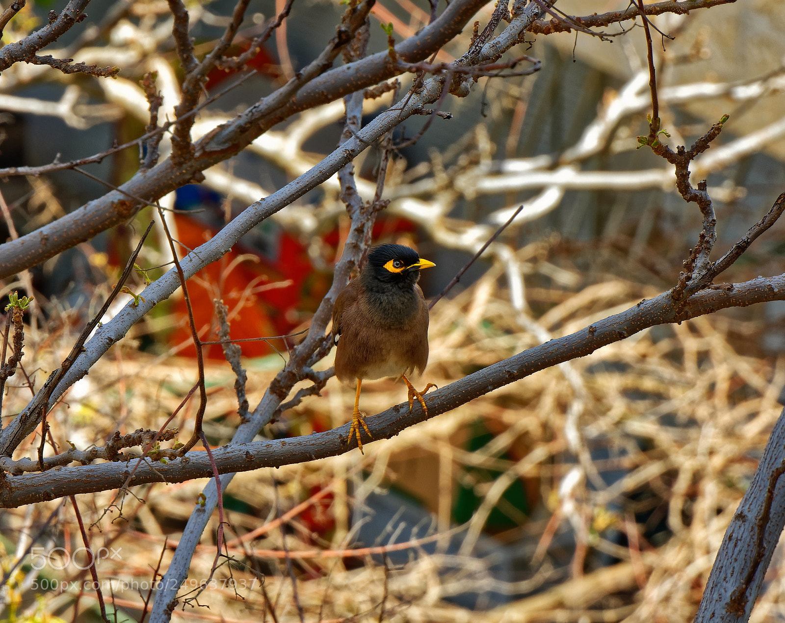 Nikon D7200 sample photo. Bird photography