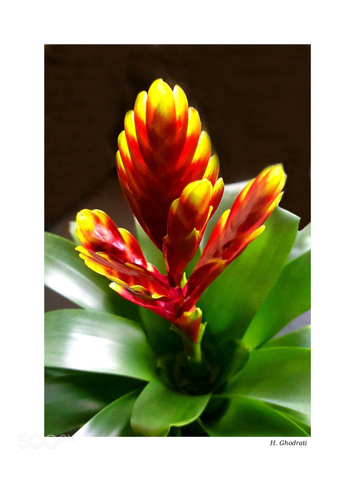 Samsung GALAXY S6 edge sample photo. Bromeliad photography