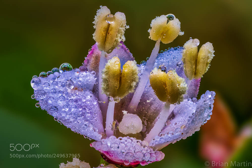 Sony a7R III sample photo. A small flower with photography