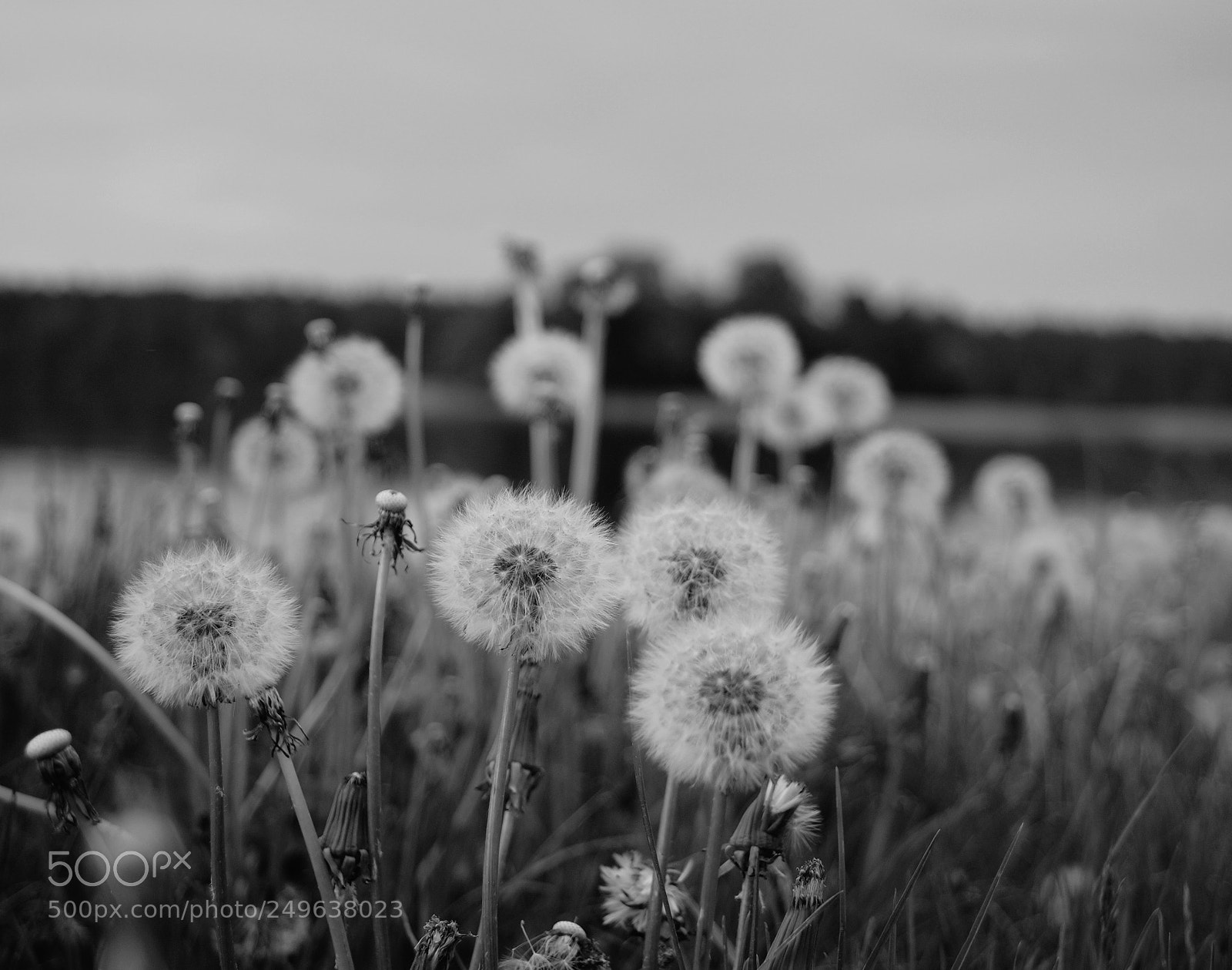 Sony SLT-A58 sample photo. Nature photography