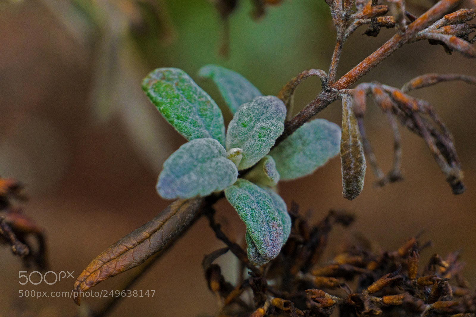 Sony a6000 sample photo. Unknown flower species photography