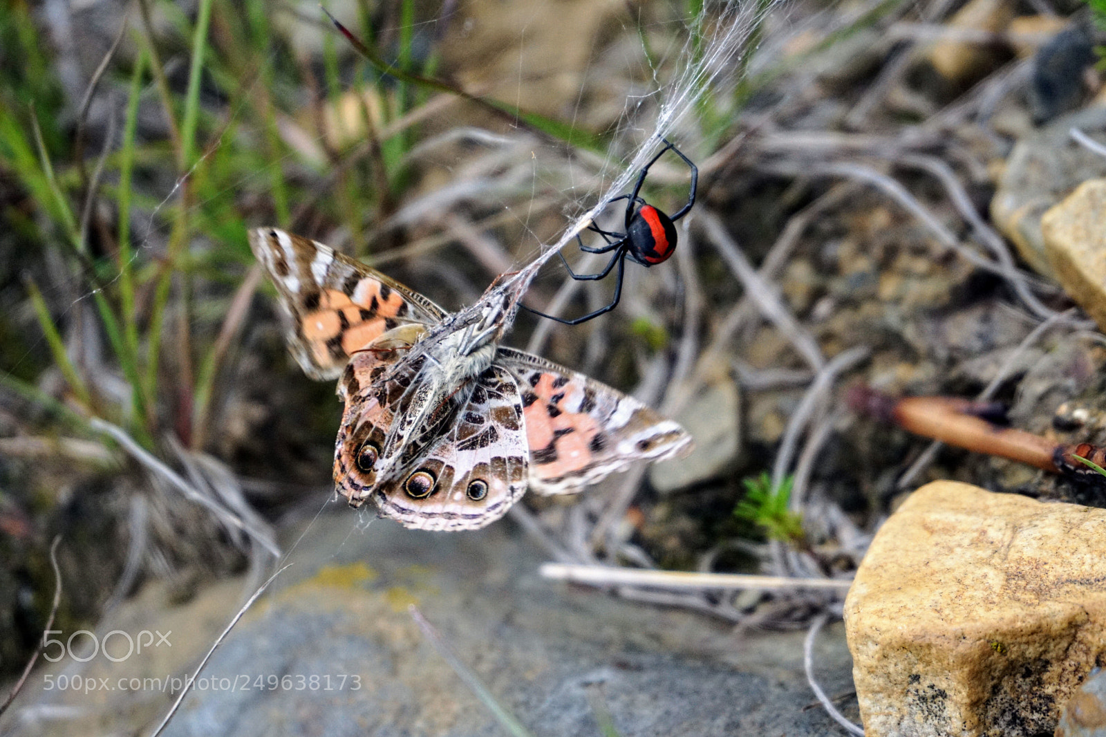 Sony a6000 sample photo. Circle of life photography