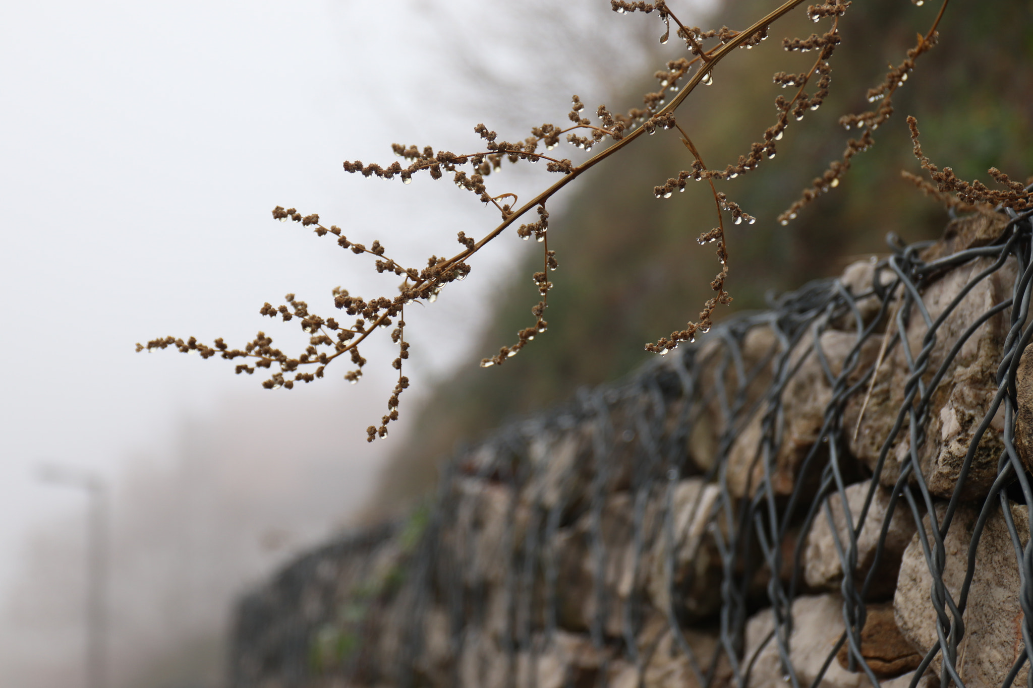 Canon EF 24-70mm F4L IS USM sample photo