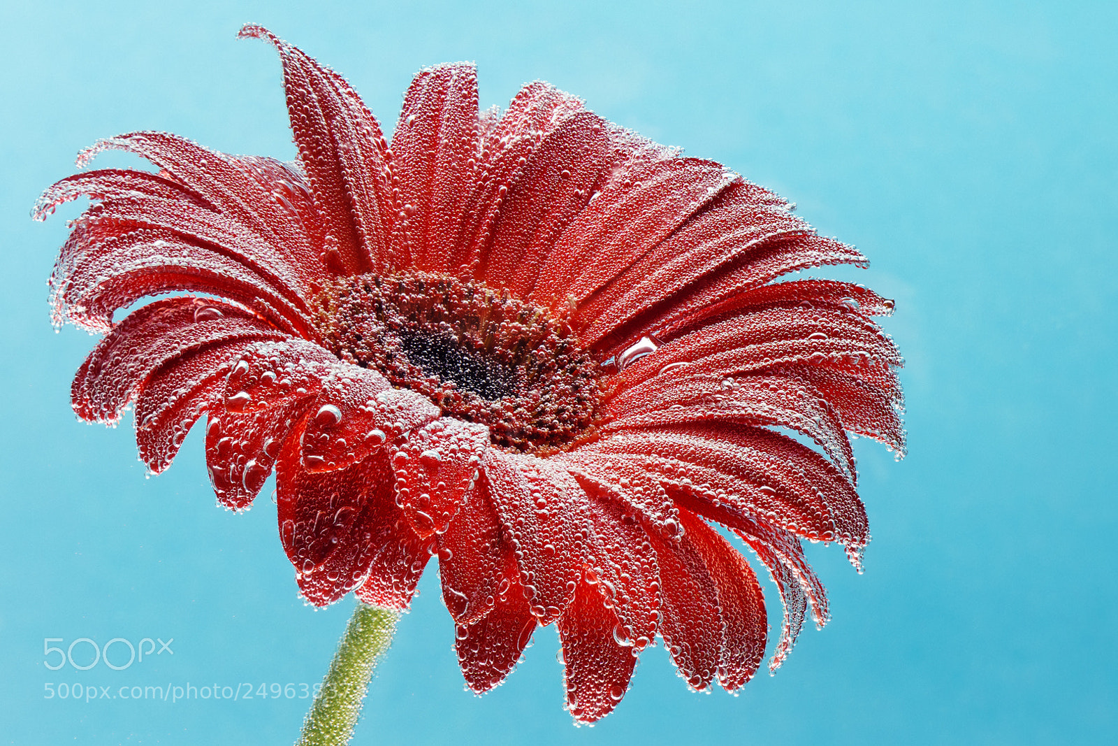 Sony ILCA-77M2 sample photo. Flower photography