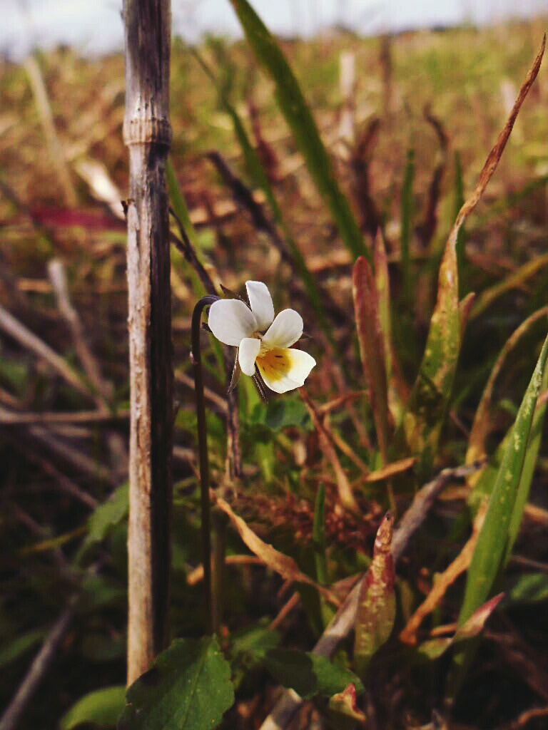 Samsung ES90/ ES91 sample photo. Little lady photography