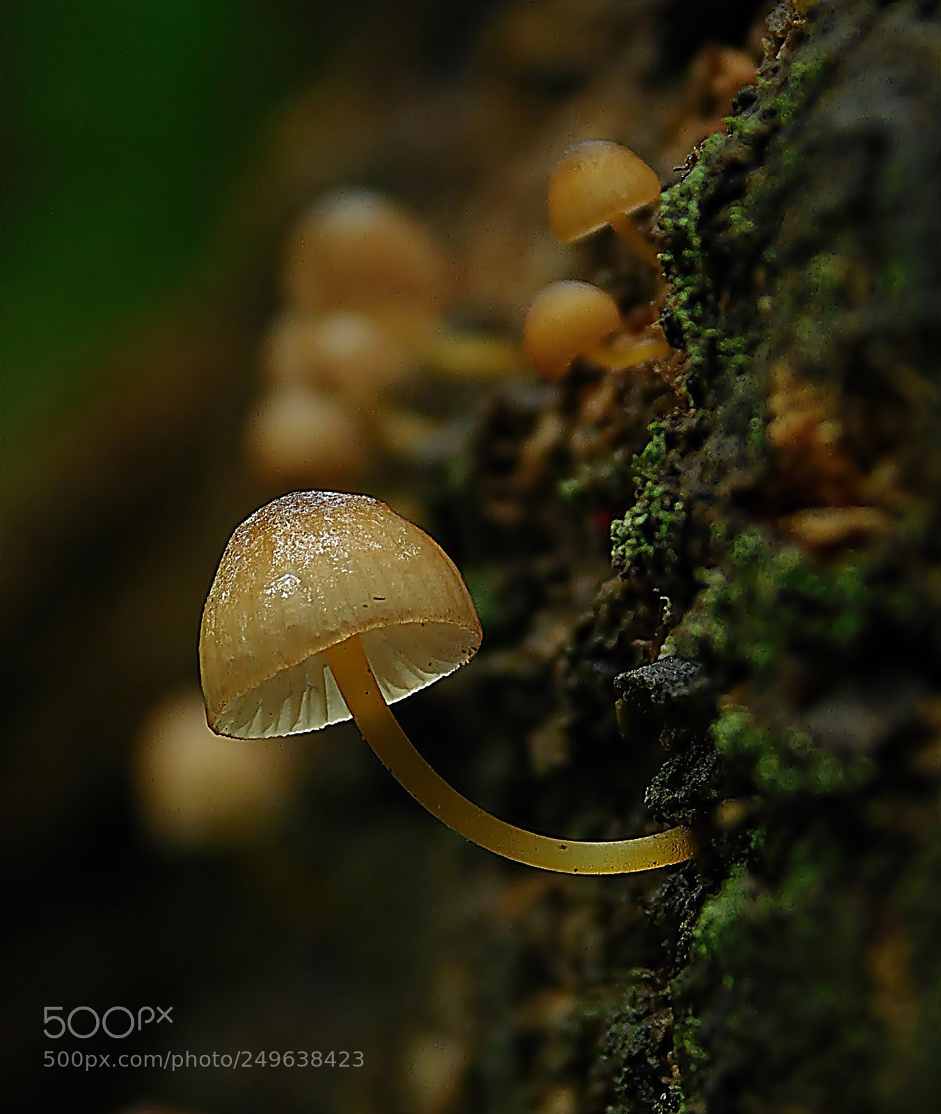 Nikon Coolpix L840 sample photo. Mushroom photography