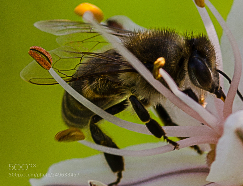 Nikon D7000 sample photo. Flower turkey photography