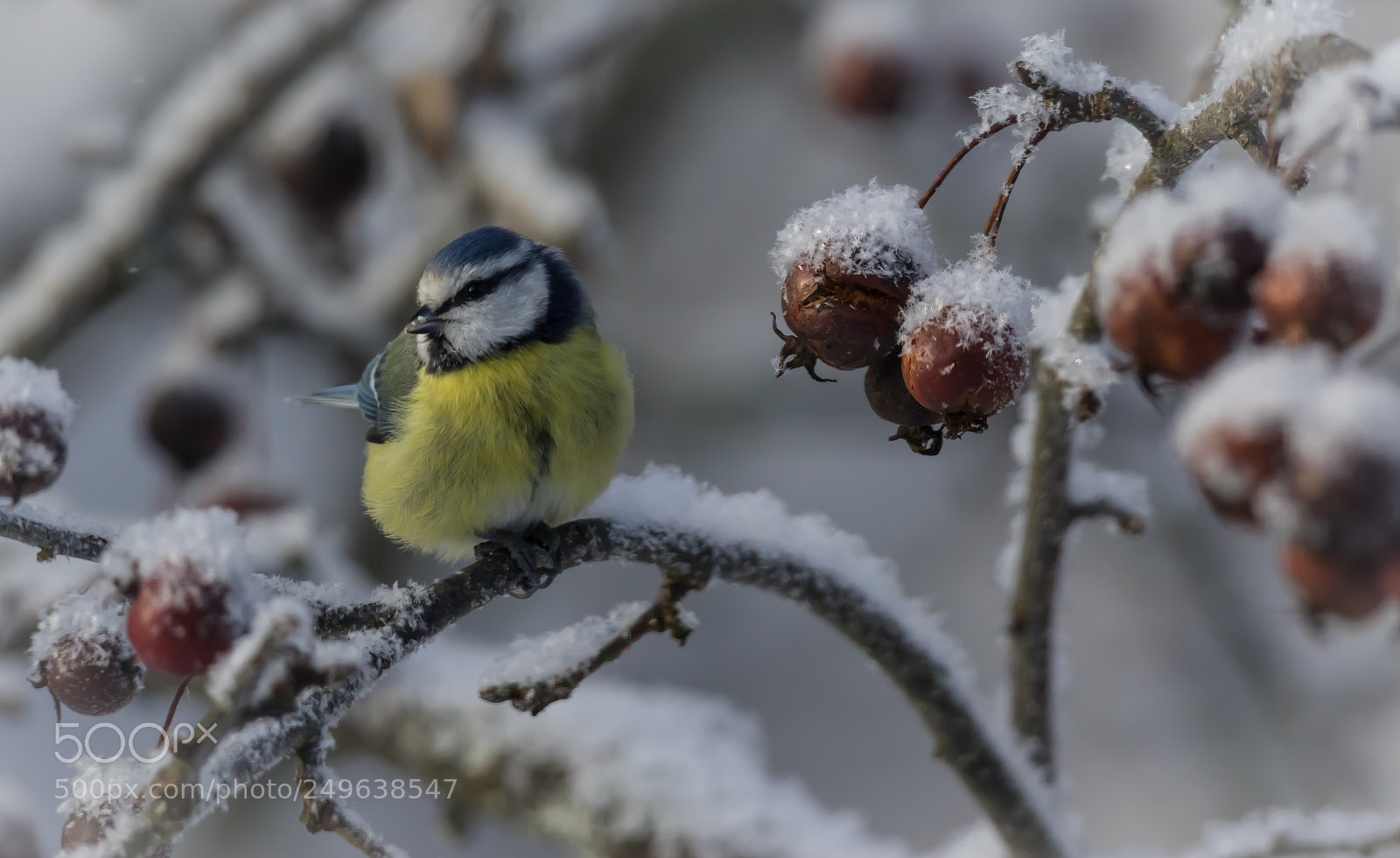 Canon EOS 7D Mark II sample photo. Sinitiainen photography