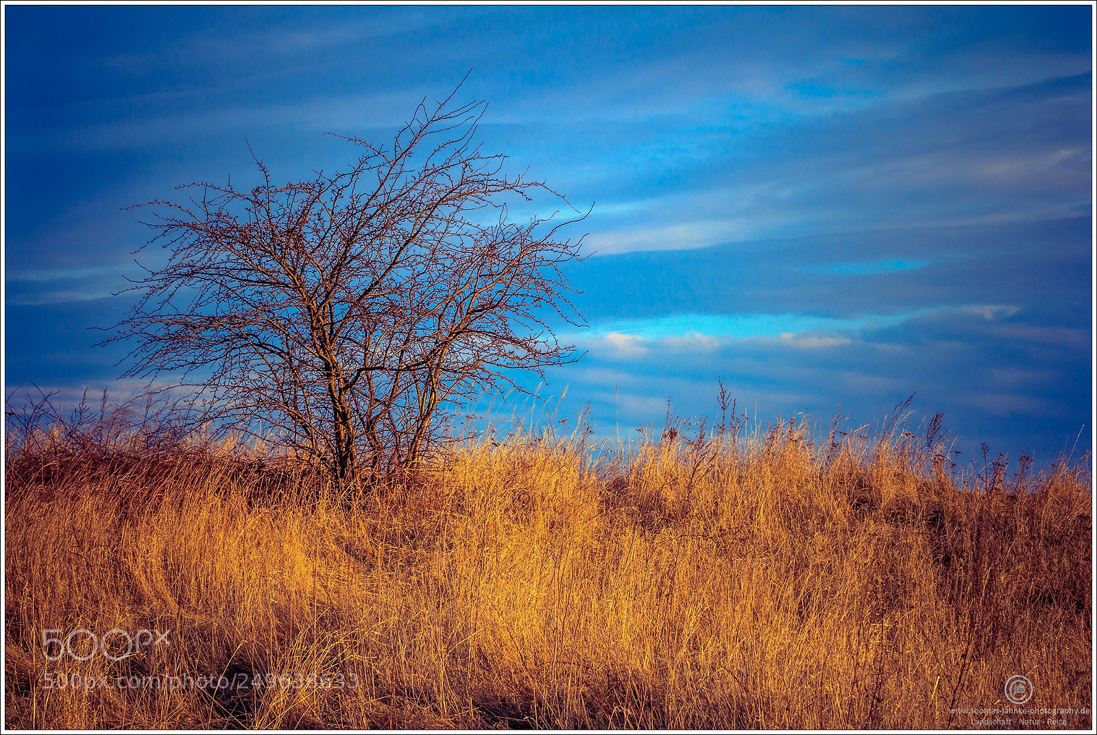 Canon EOS 760D (EOS Rebel T6s / EOS 8000D) sample photo. Blue and gold photography