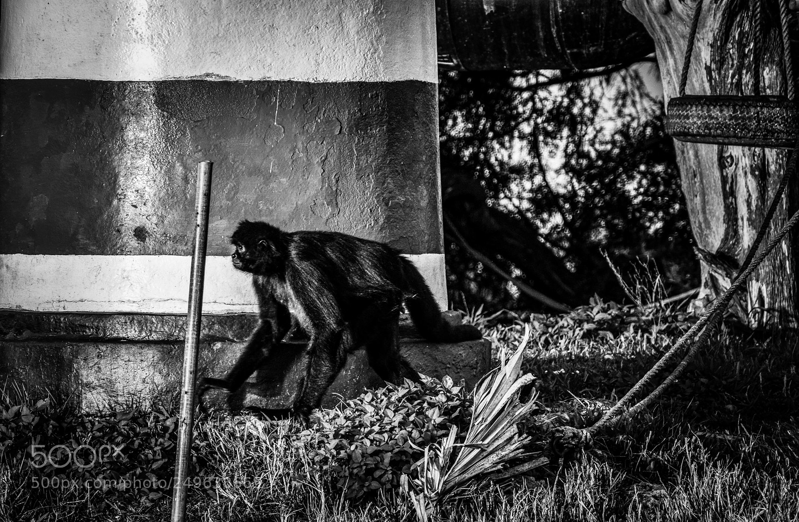 Nikon D5300 sample photo. Monkey island. homosassa springs photography