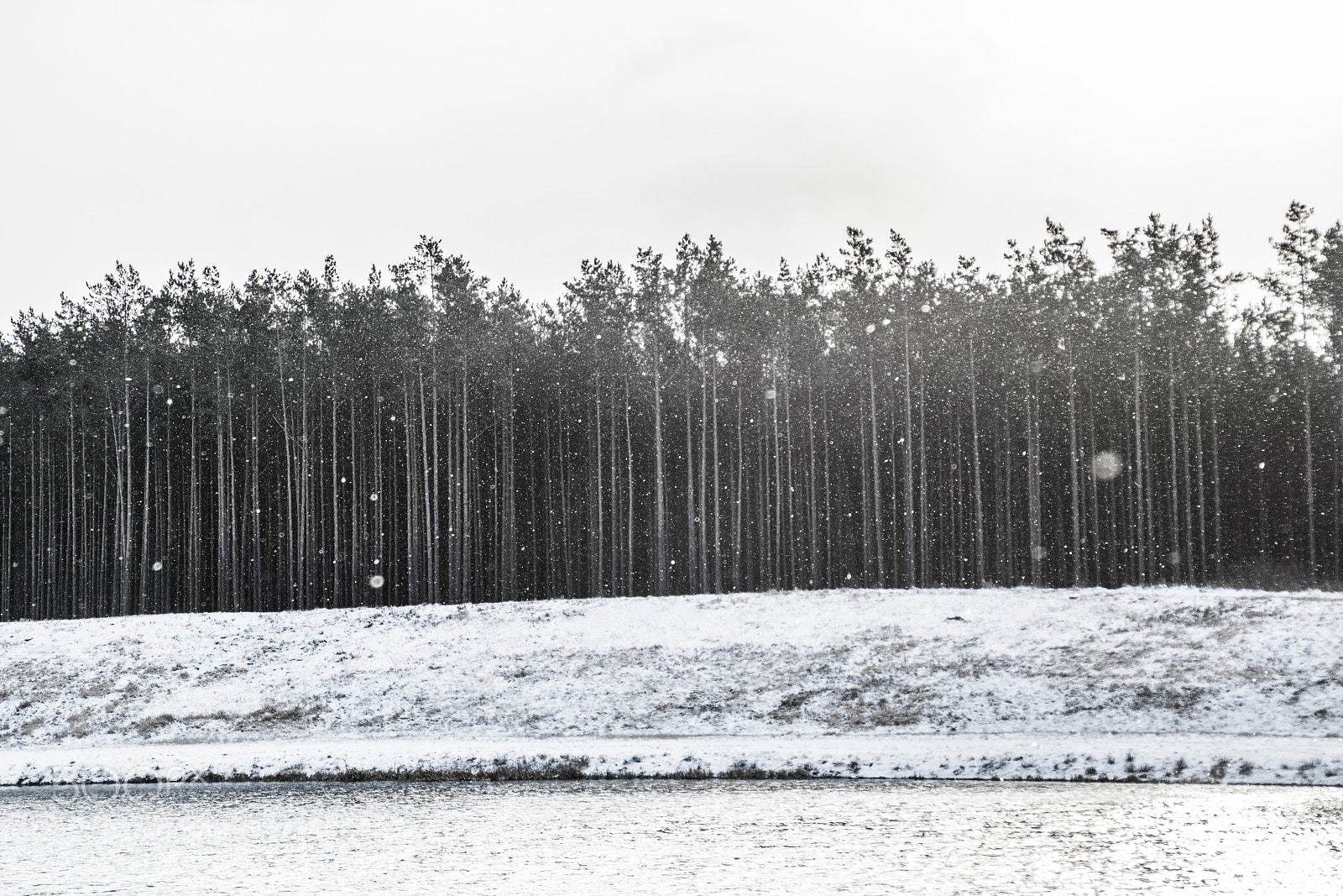 Nikon D7100 sample photo. Snowing 17.3.2018 photography