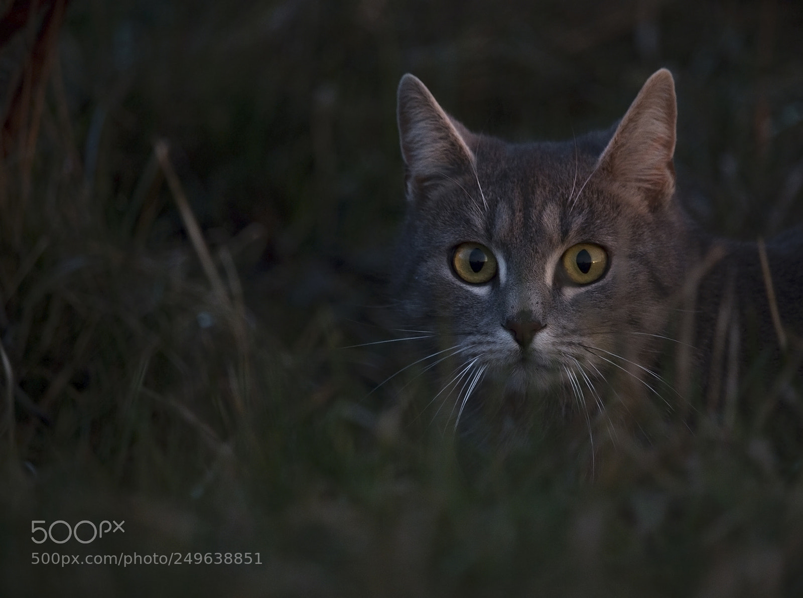 Canon EOS 70D sample photo. Beautiful cat photography