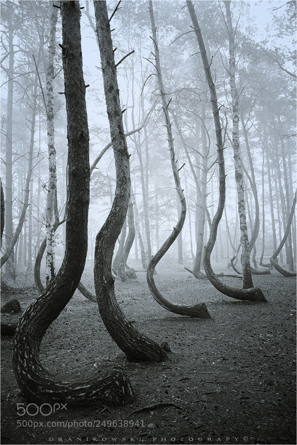 Nikon D610 sample photo. In a crooked forest photography
