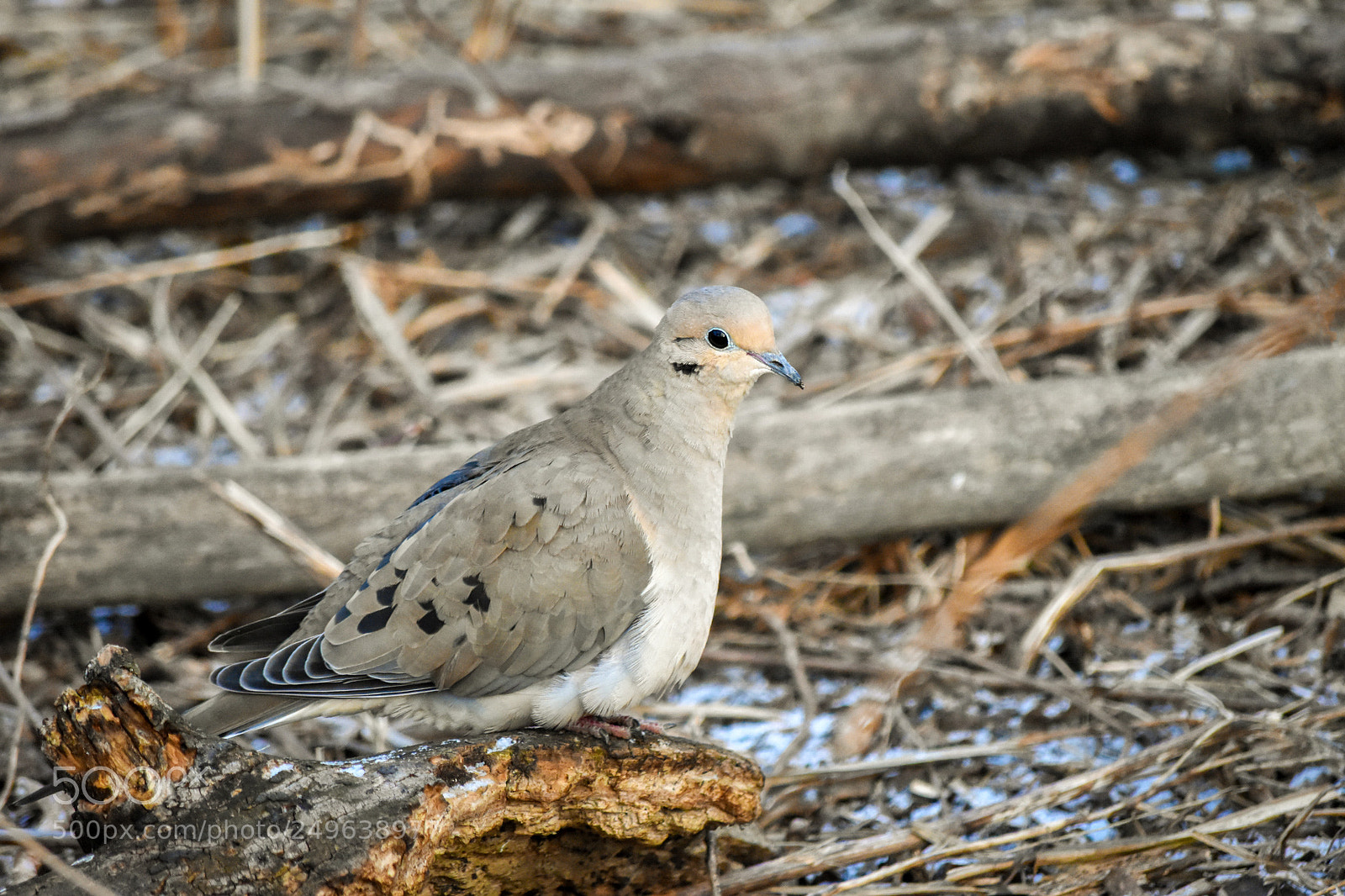 Nikon D5600 sample photo. Mourning dove photography