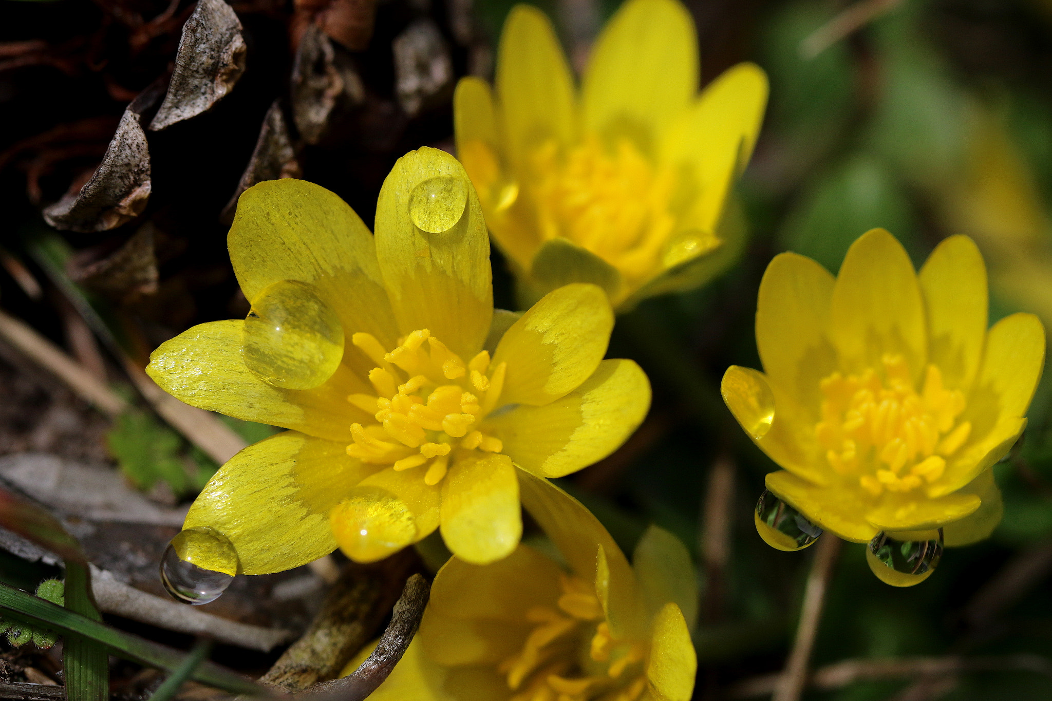 Canon EF 100mm F2.8L Macro IS USM sample photo. Ranunculus ficaria photography