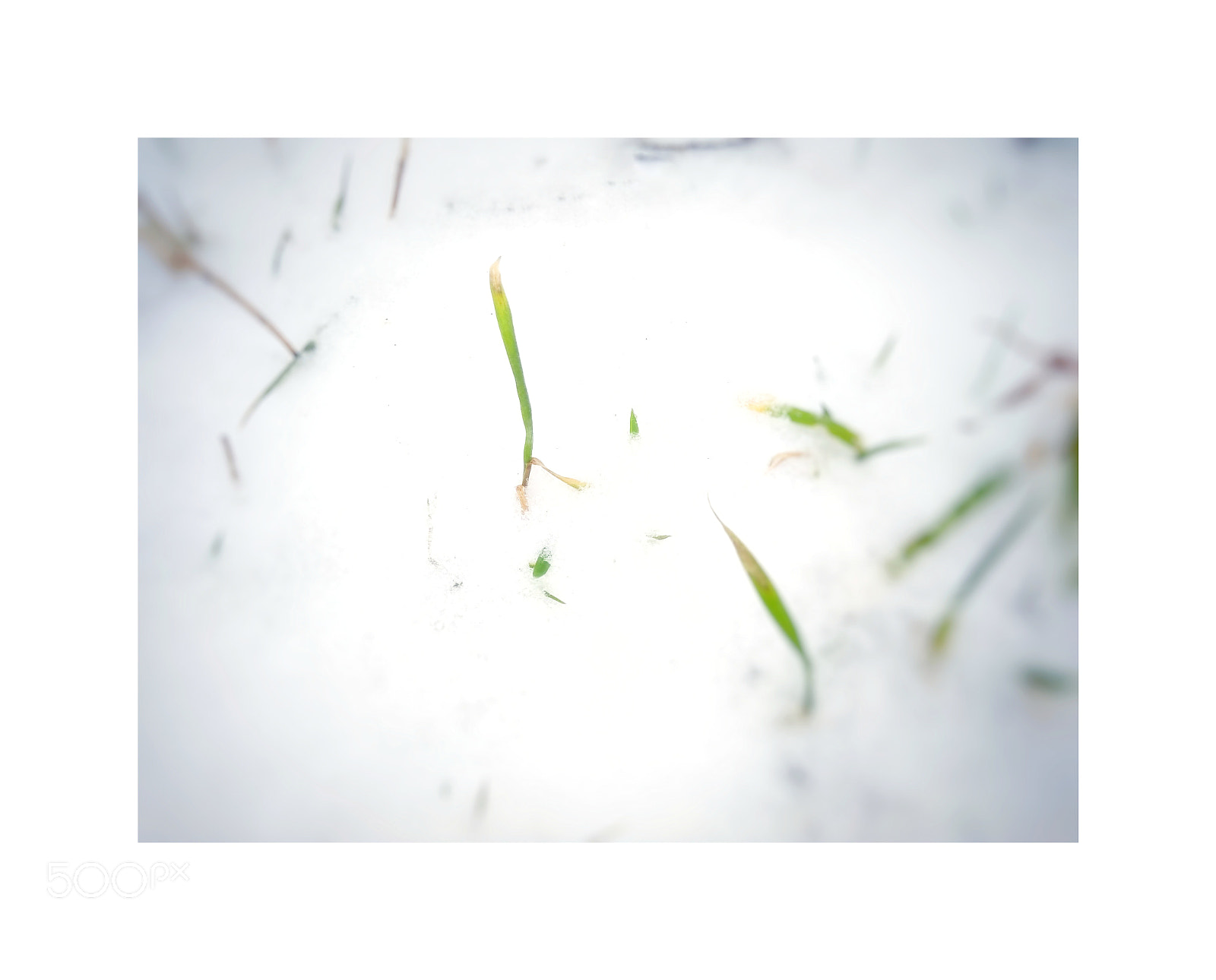 Xiaomi Redmi 4A sample photo. Grass photography