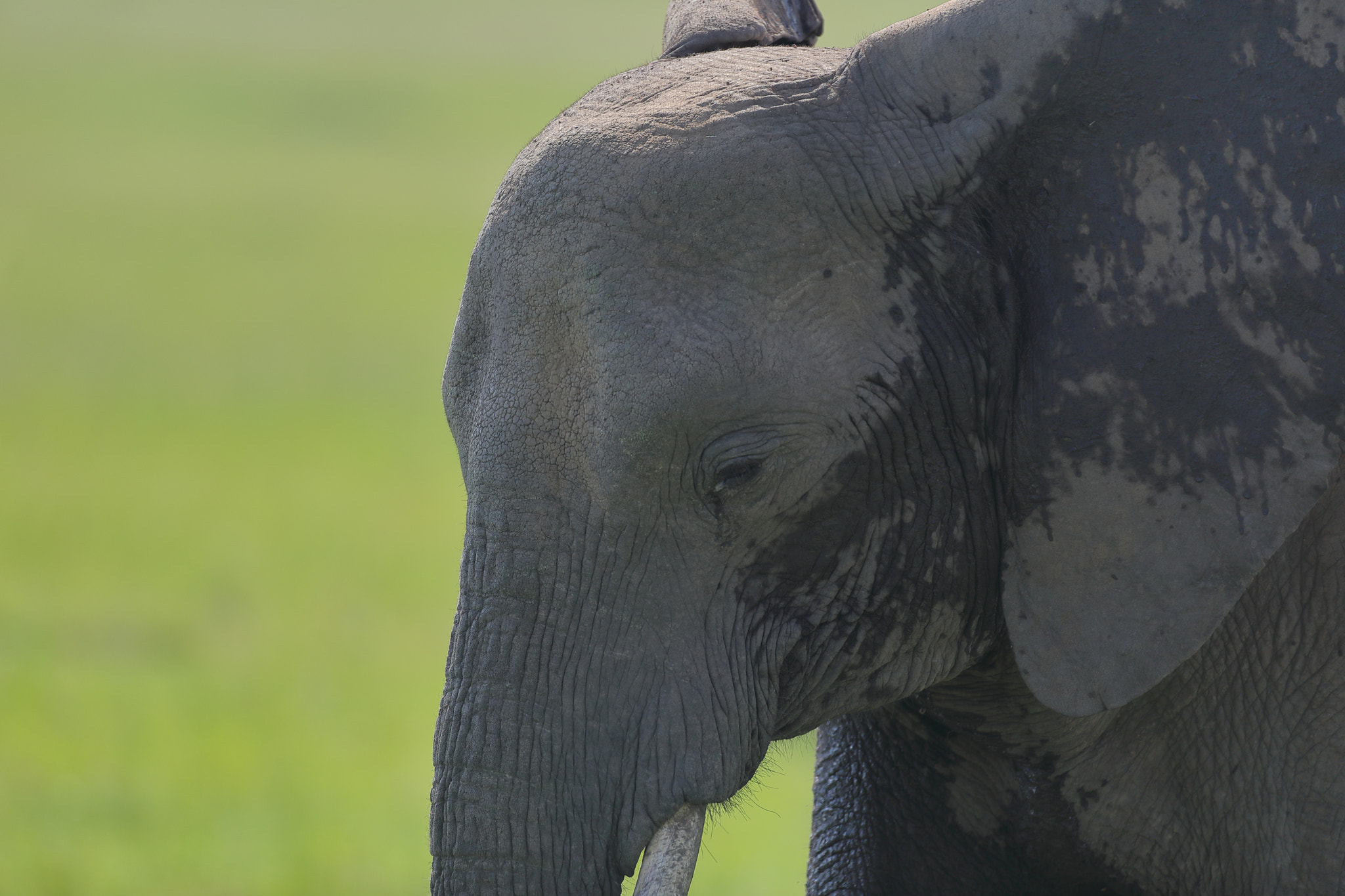 Canon EF 500mm F4L IS USM sample photo. Elephant # 3 photography