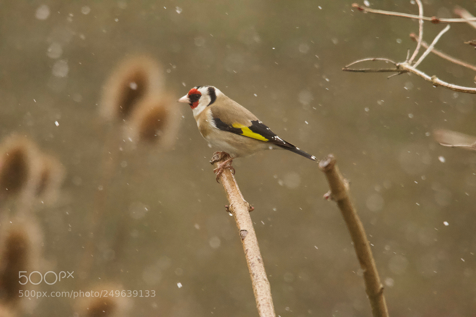 Canon EOS 70D sample photo. Goldfinch photography
