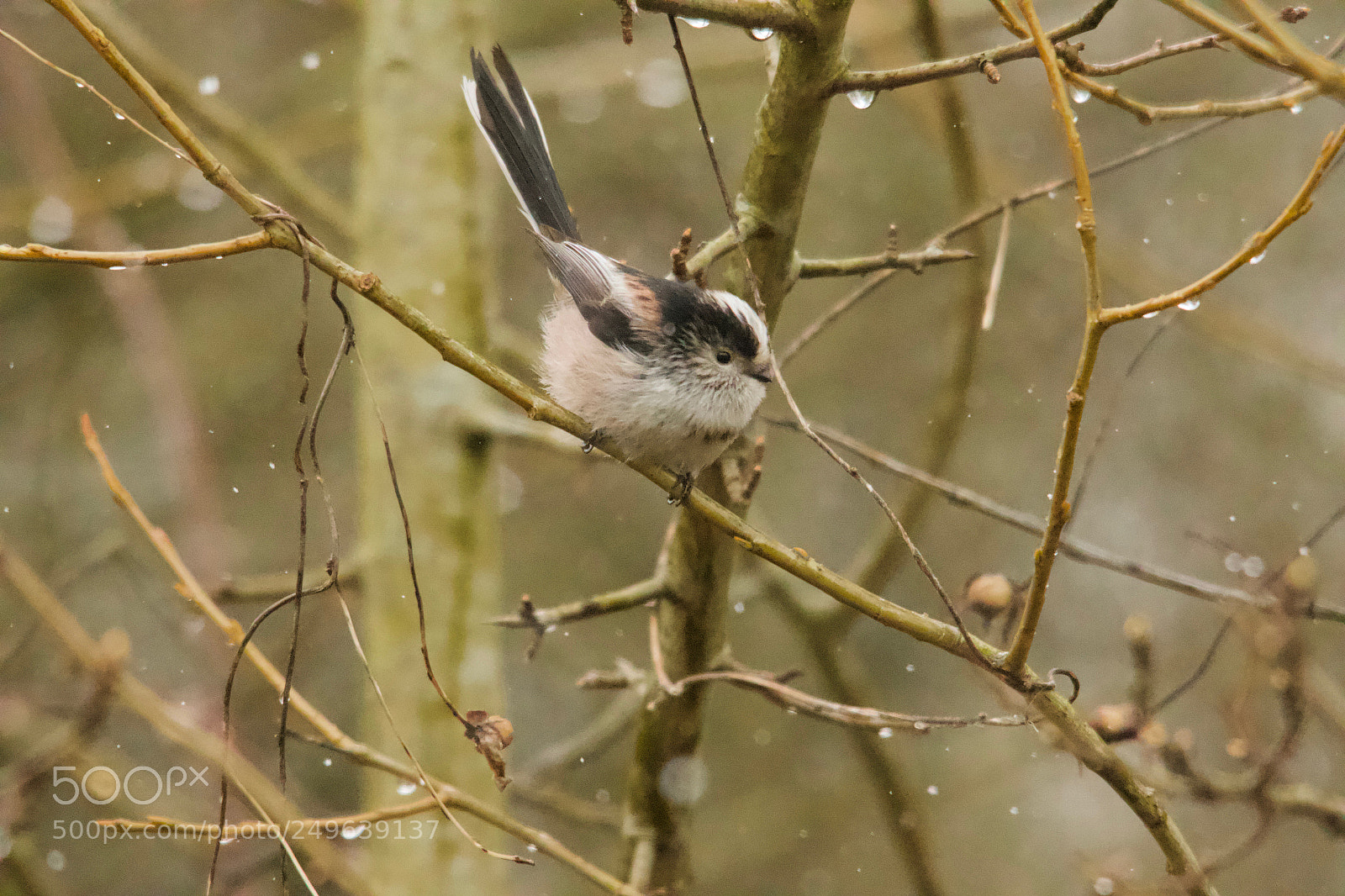 Canon EOS 70D sample photo. Long tailed tit photography