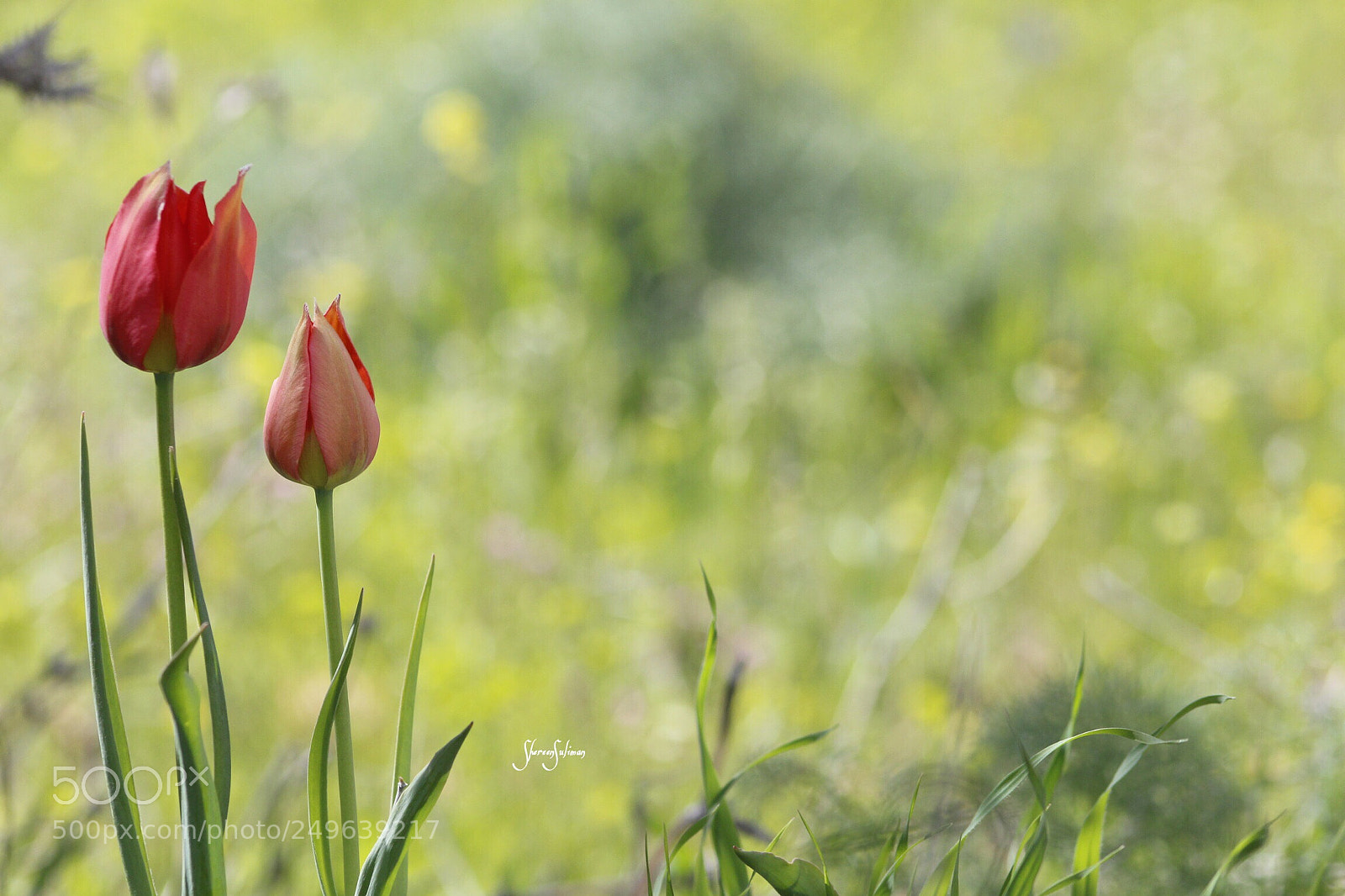 Canon EOS 700D (EOS Rebel T5i / EOS Kiss X7i) sample photo. Untitled photography