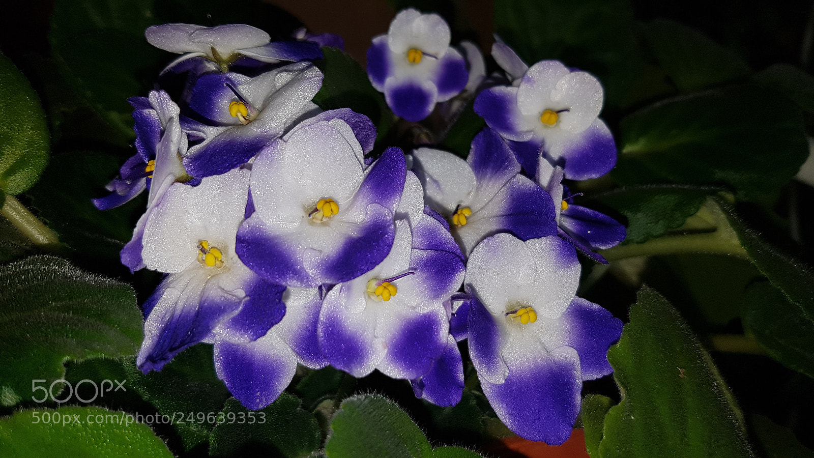 Samsung Galaxy S7 sample photo. Untitled photography