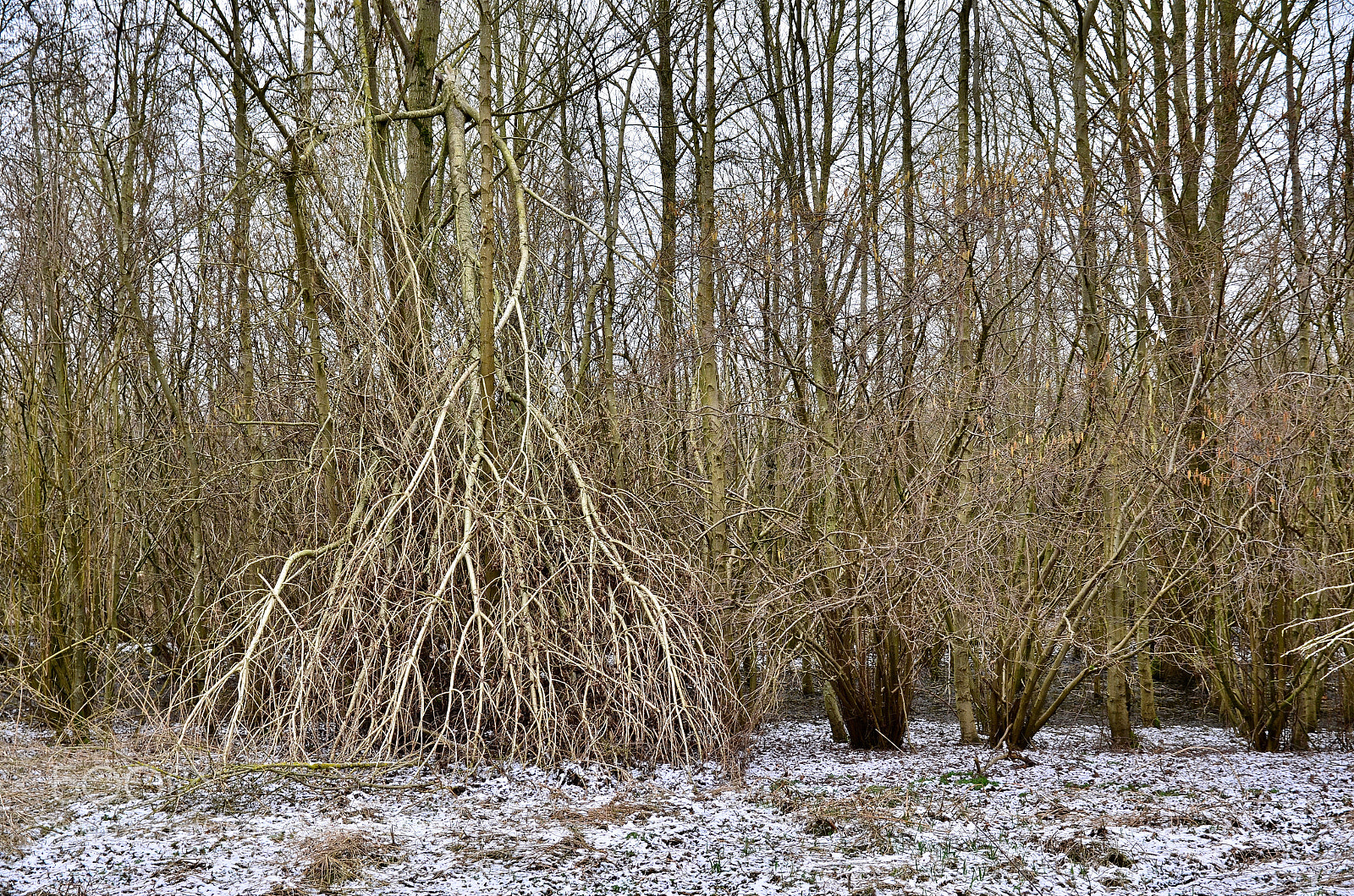 Nikon D5100 sample photo. Fallen, so now reaching photography