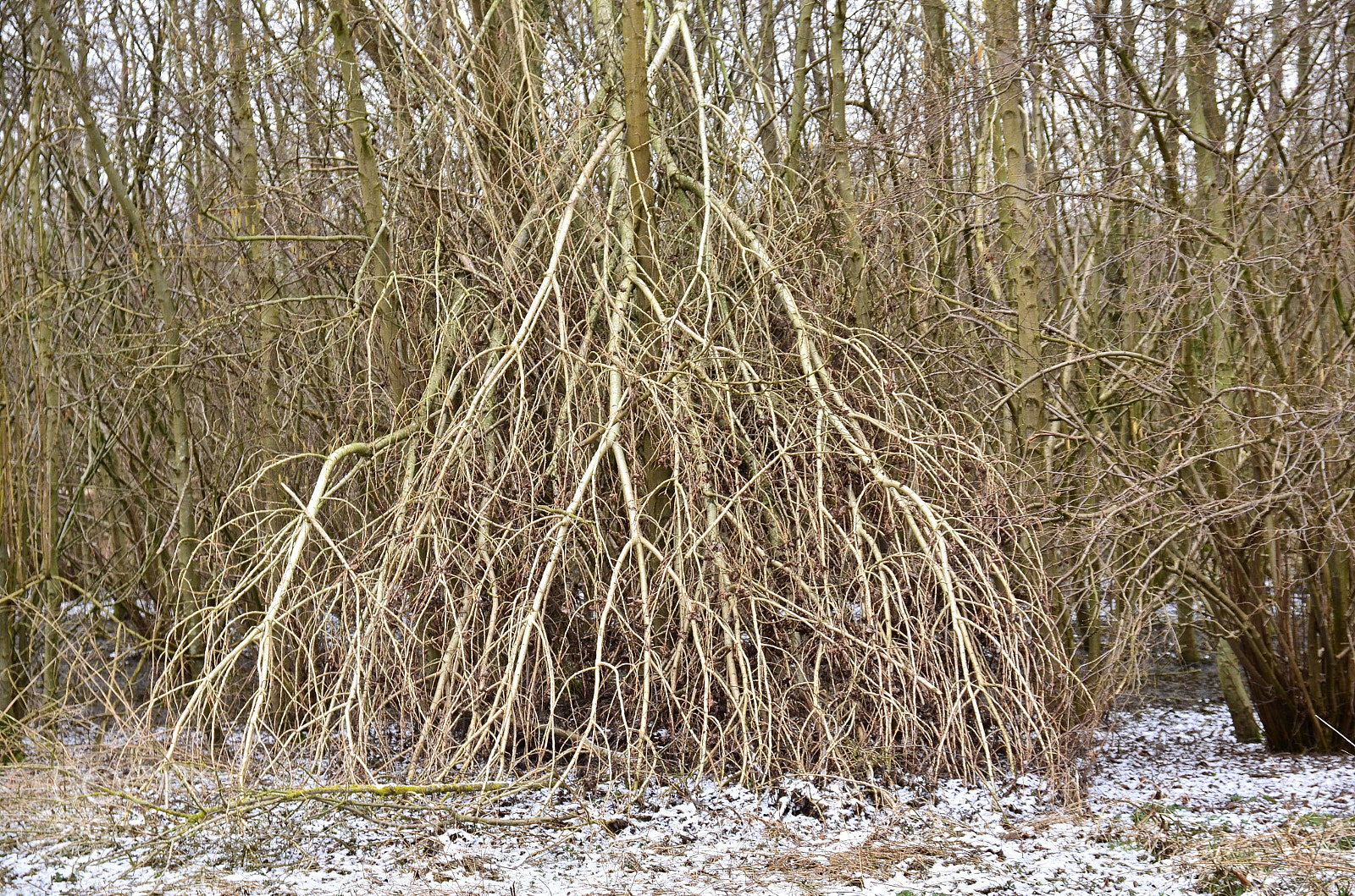 Nikon D5100 sample photo. Not a mangrove photography