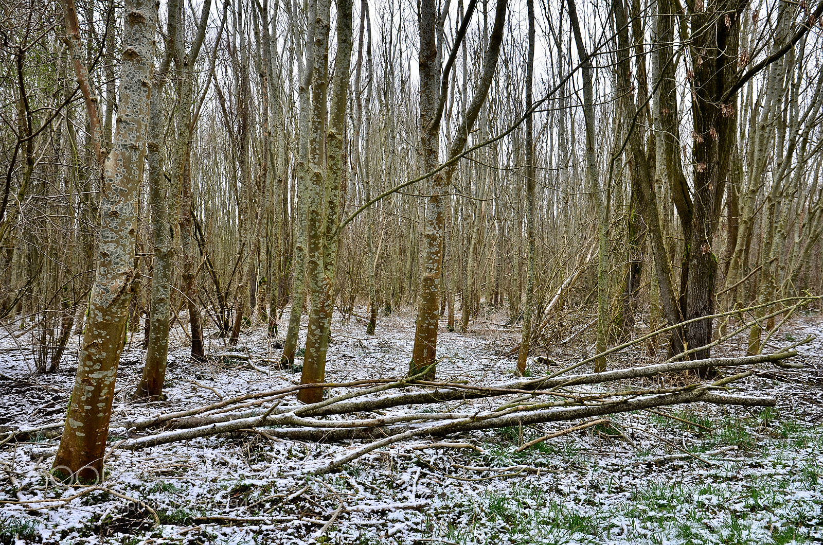 Nikon D5100 sample photo. Snow as a cover photography