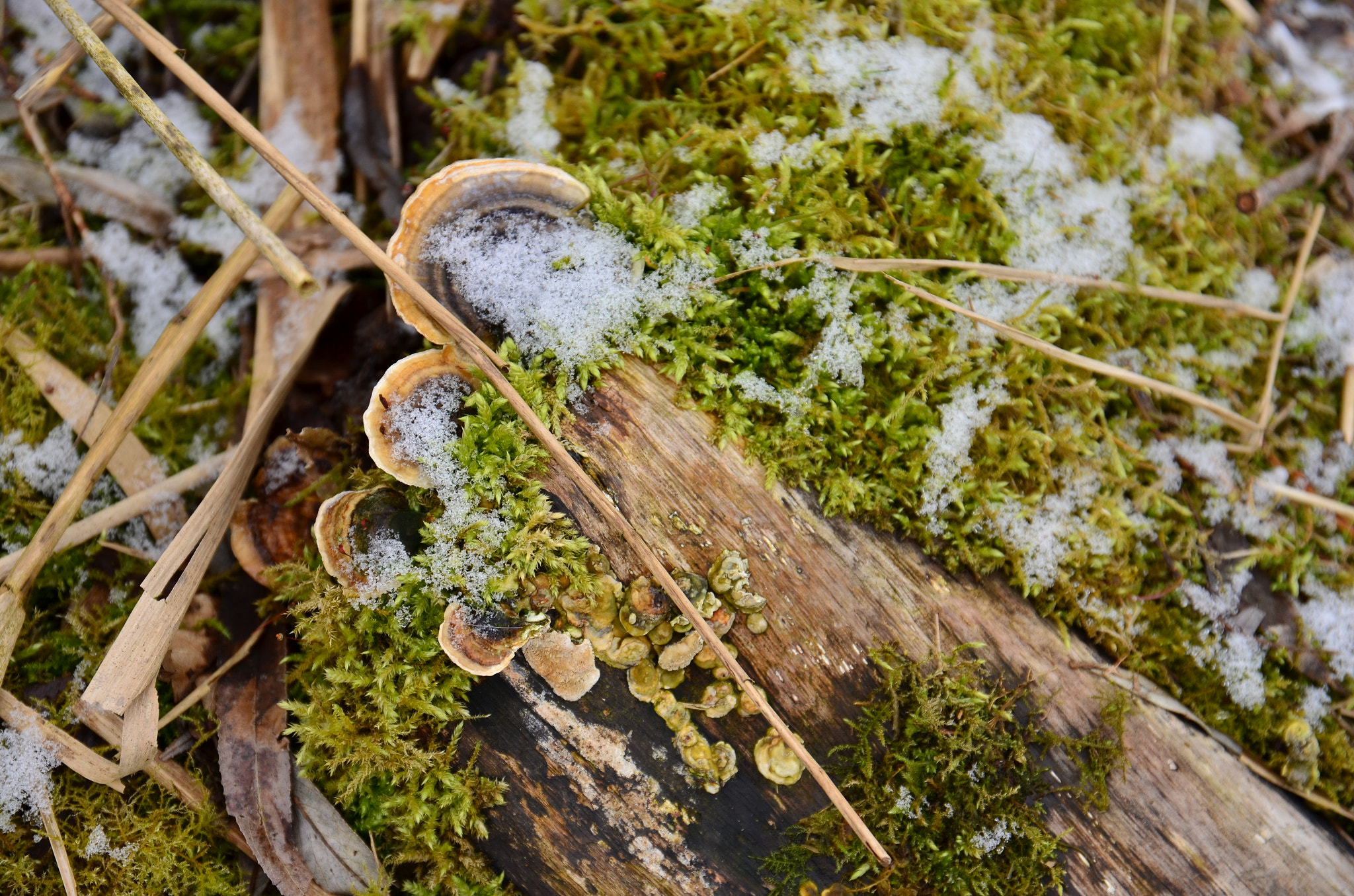 Nikon D5100 + Sigma 17-70mm F2.8-4 DC Macro OS HSM | C sample photo. Mushroom frozen photography