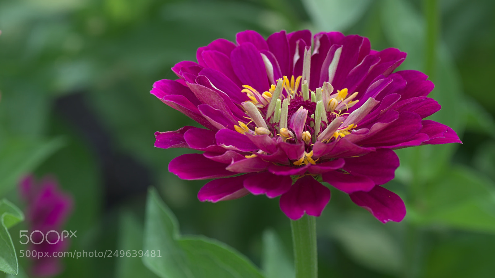 Nikon D7000 sample photo. Scarlet flower photography