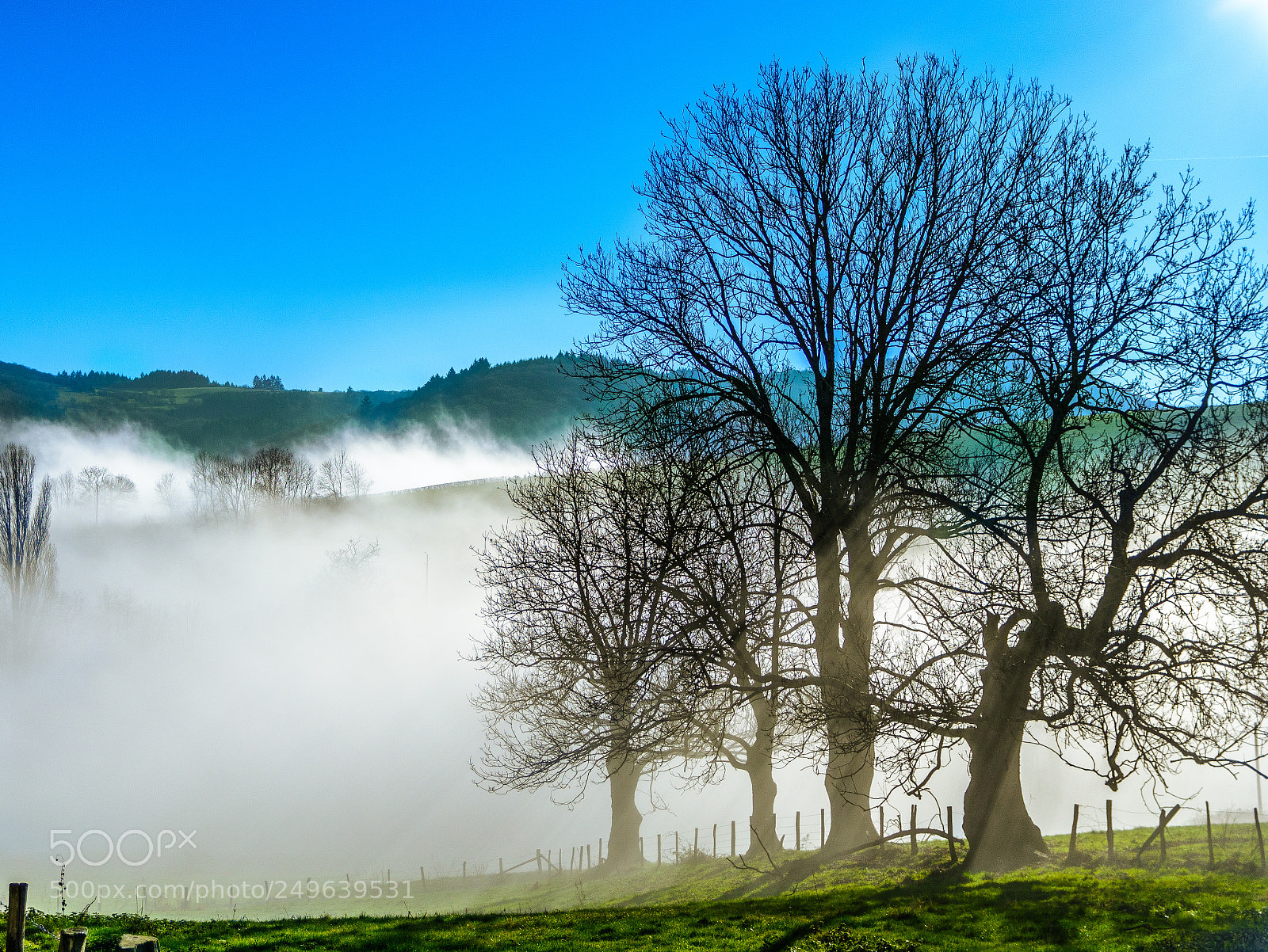 Nikon D7100 sample photo. Morning fog photography