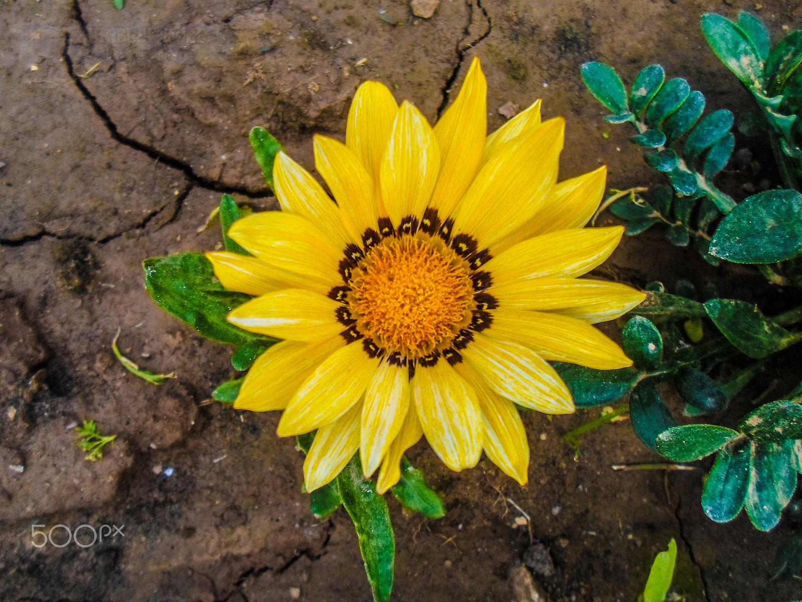 Samsung ST66 / ST68 sample photo. Gerbera daisy flower photography