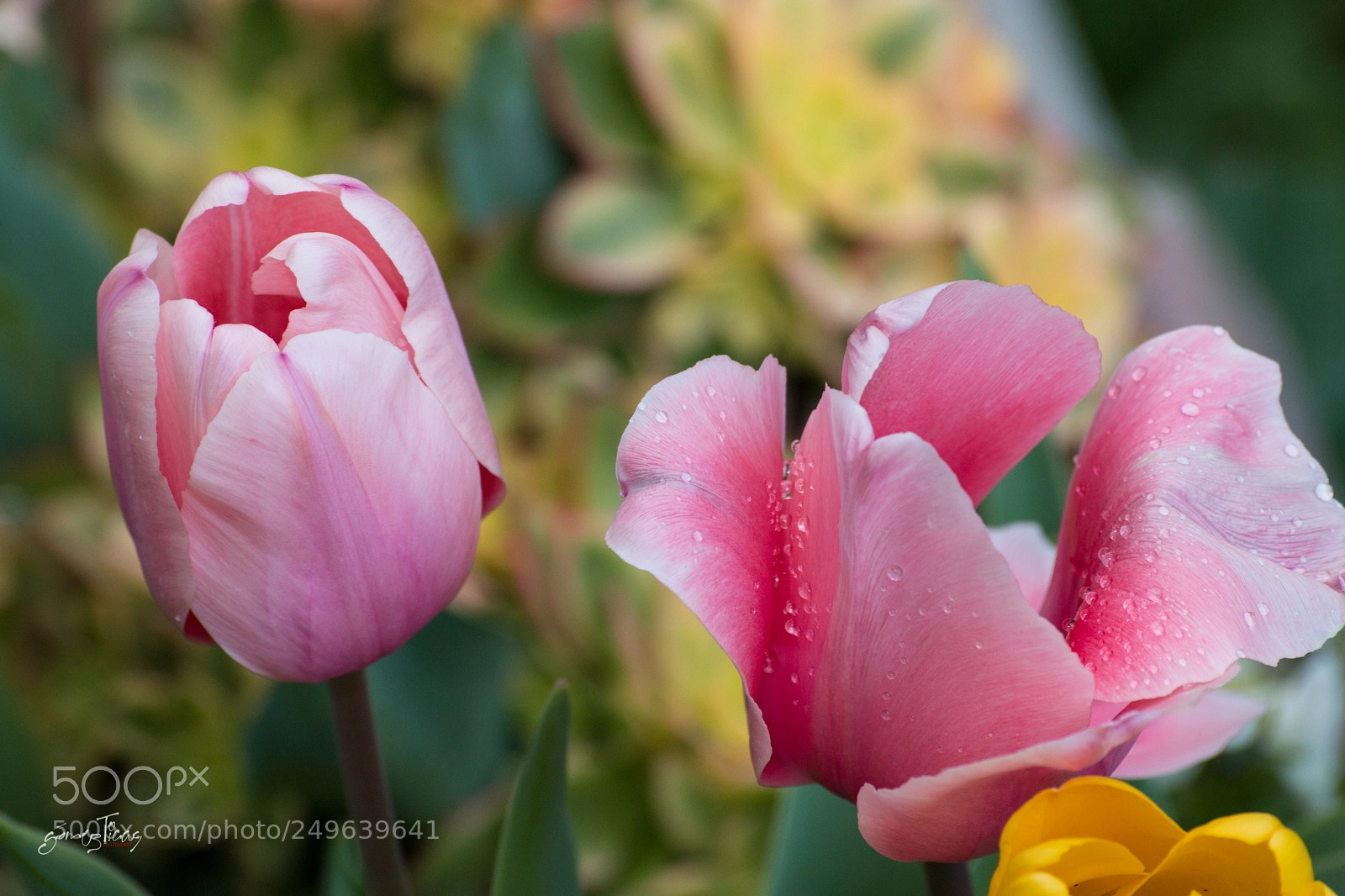 Canon EOS 70D sample photo. Spring! photography