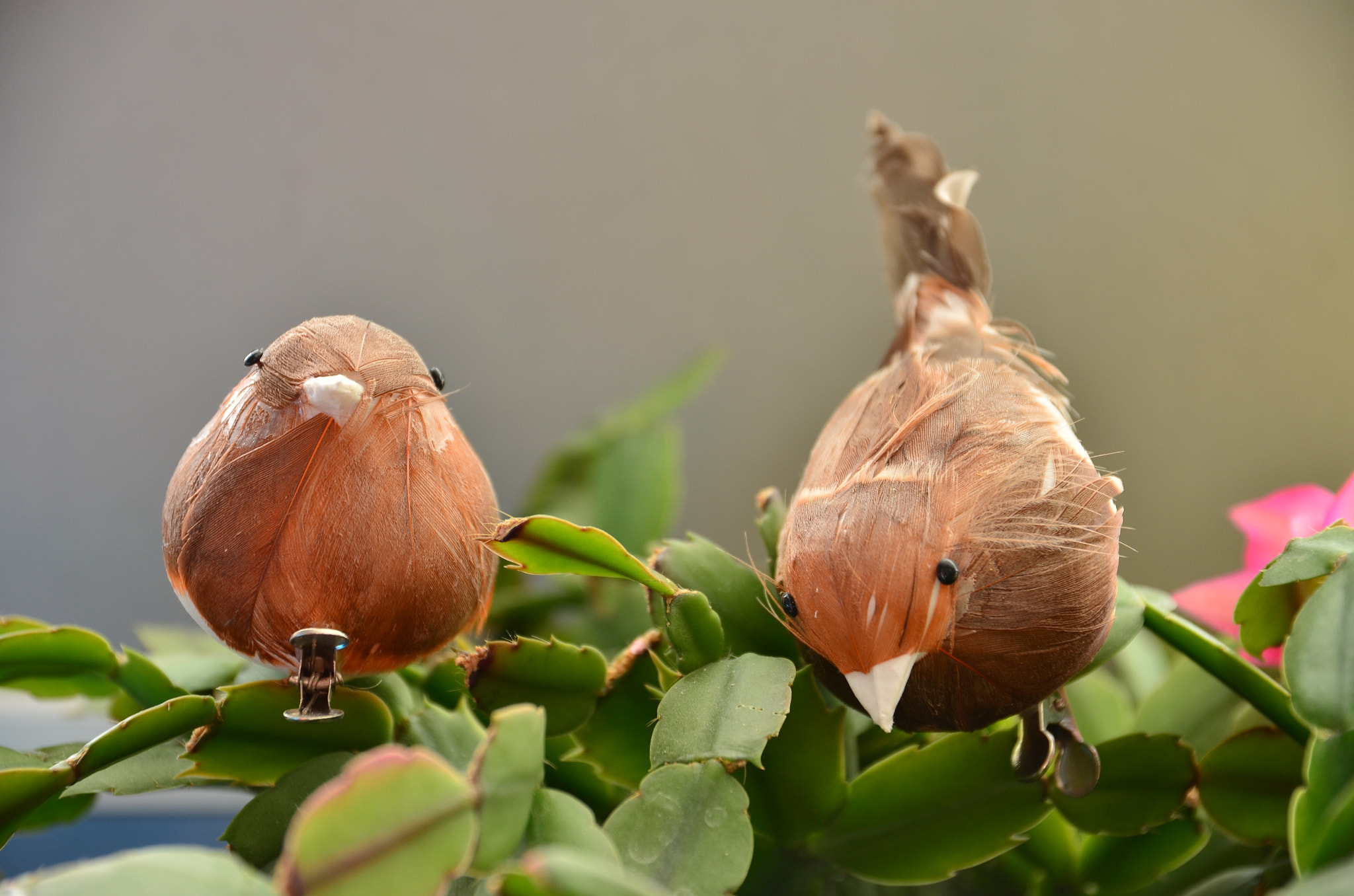 Sigma 17-70mm F2.8-4 DC Macro OS HSM | C sample photo. Birdy wanna tweet photography