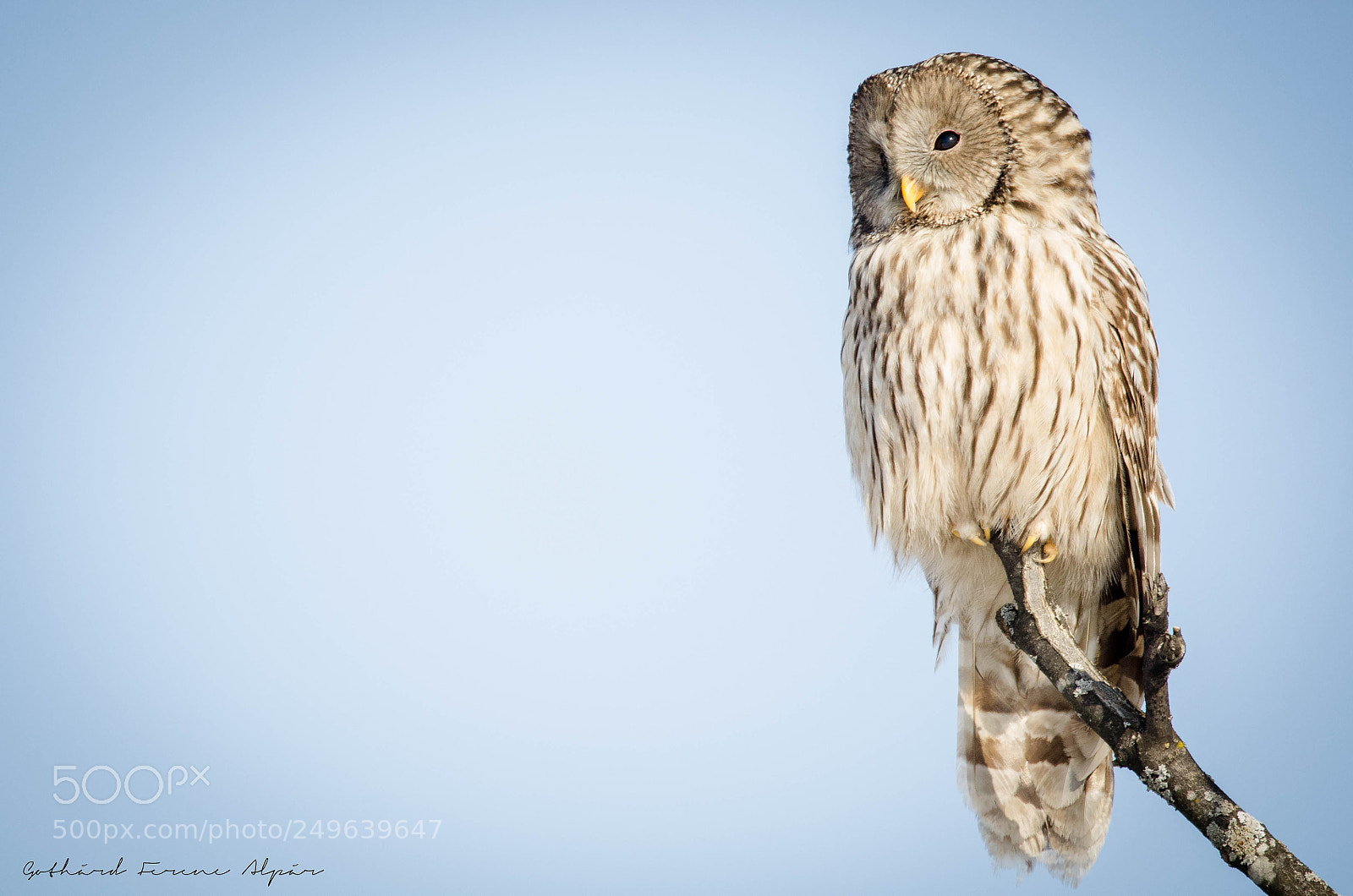 Nikon D7000 sample photo. Ural owl (strix uralensis) photography