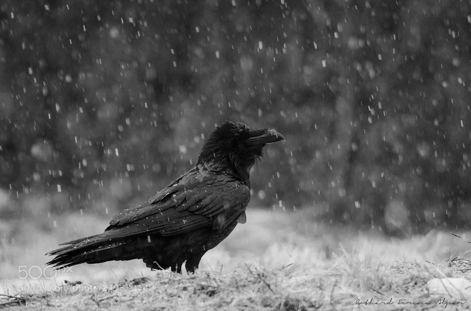 Nikon D7000 sample photo. Common raven (corvus corax) photography