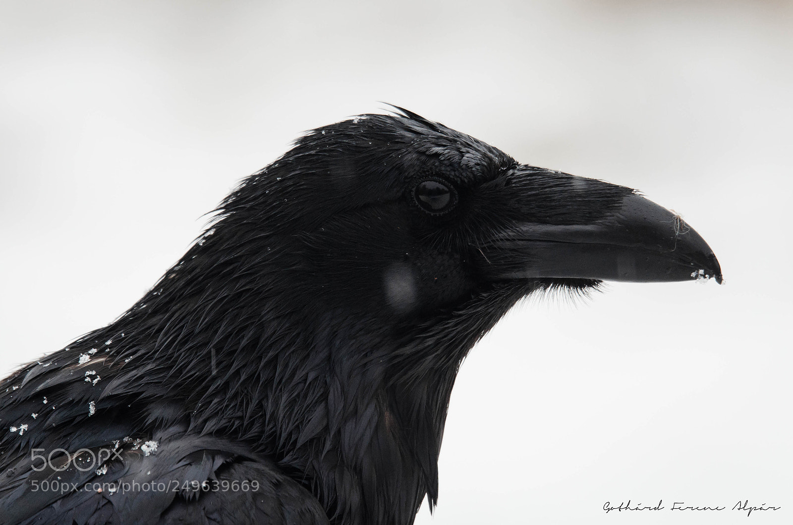 Nikon D7000 sample photo. Common raven (corvus corax) photography